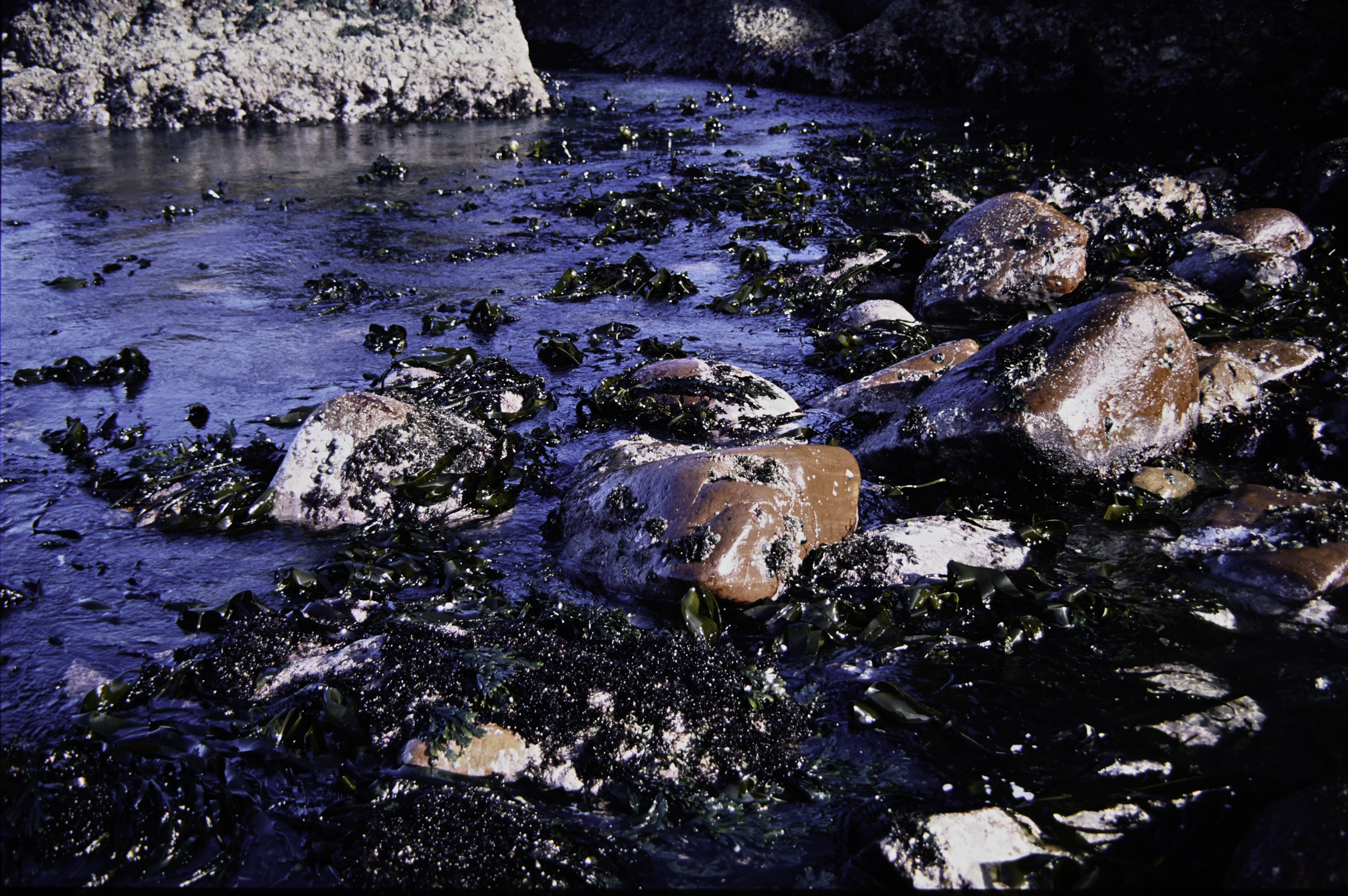 . Site: Cushendun South, NE Coast. 