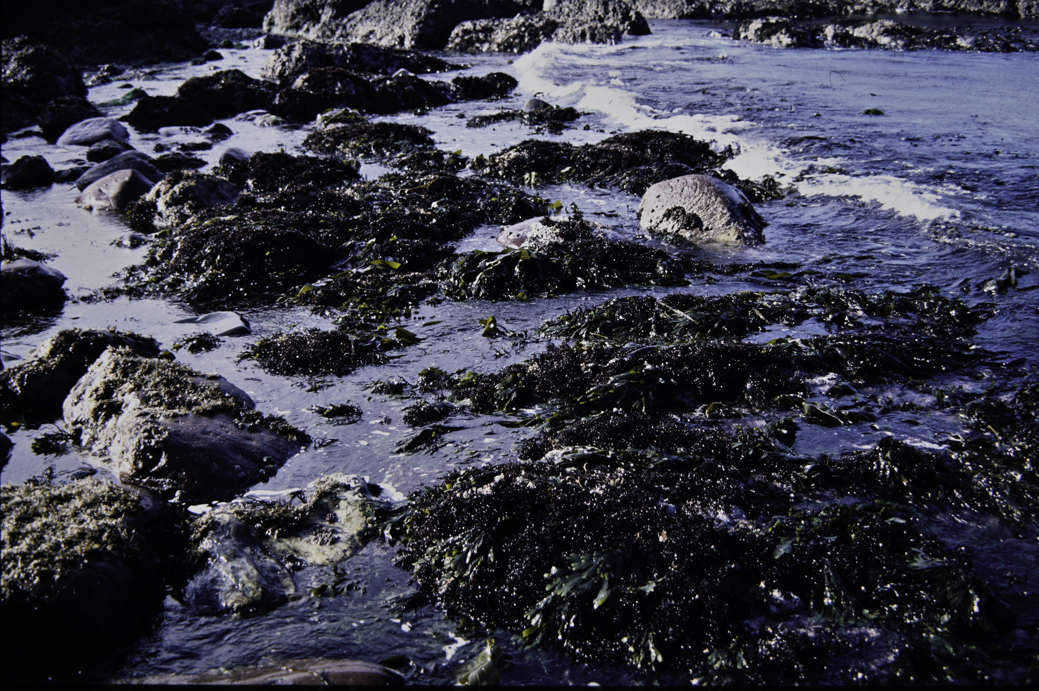 . Site: Cushendun South, NE Coast. 