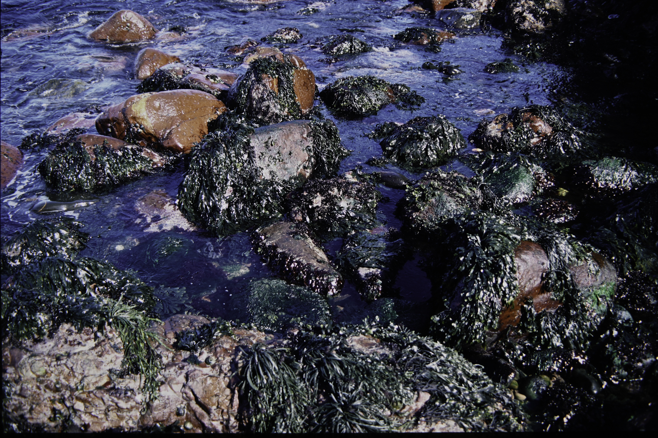 . Site: Cushendun South, NE Coast. 