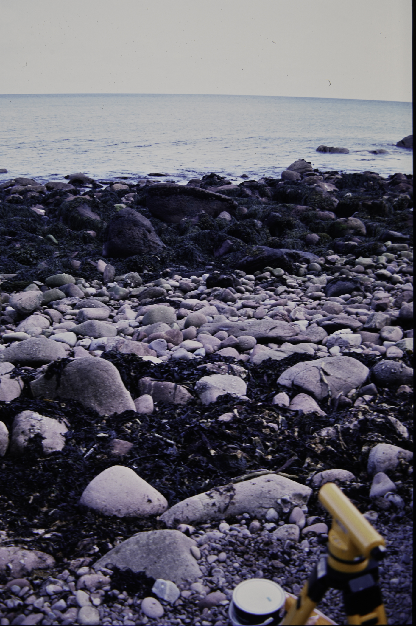 . Site: Cave House shore, NE Coast. 