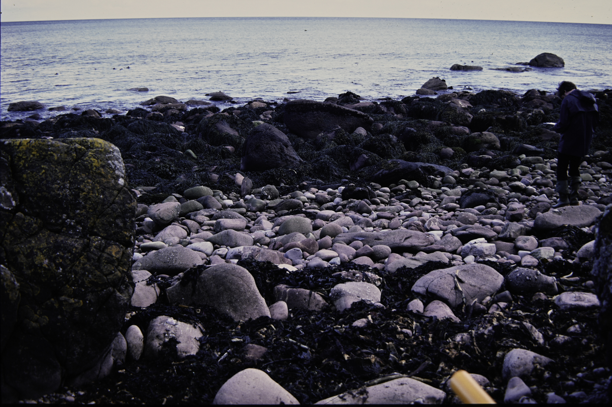 . Site: Cave House shore, NE Coast. 