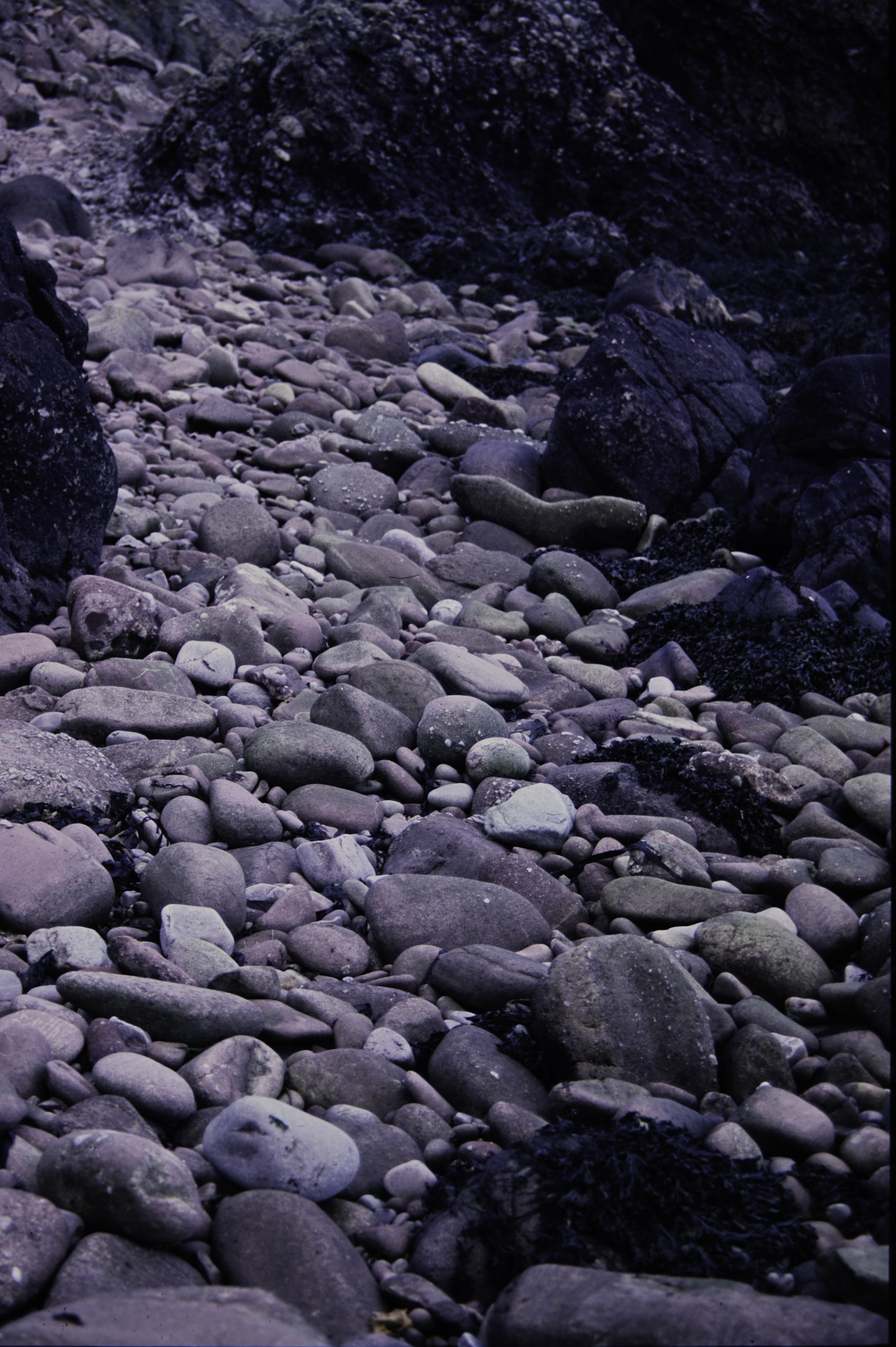 . Site: Cave House shore, NE Coast. 