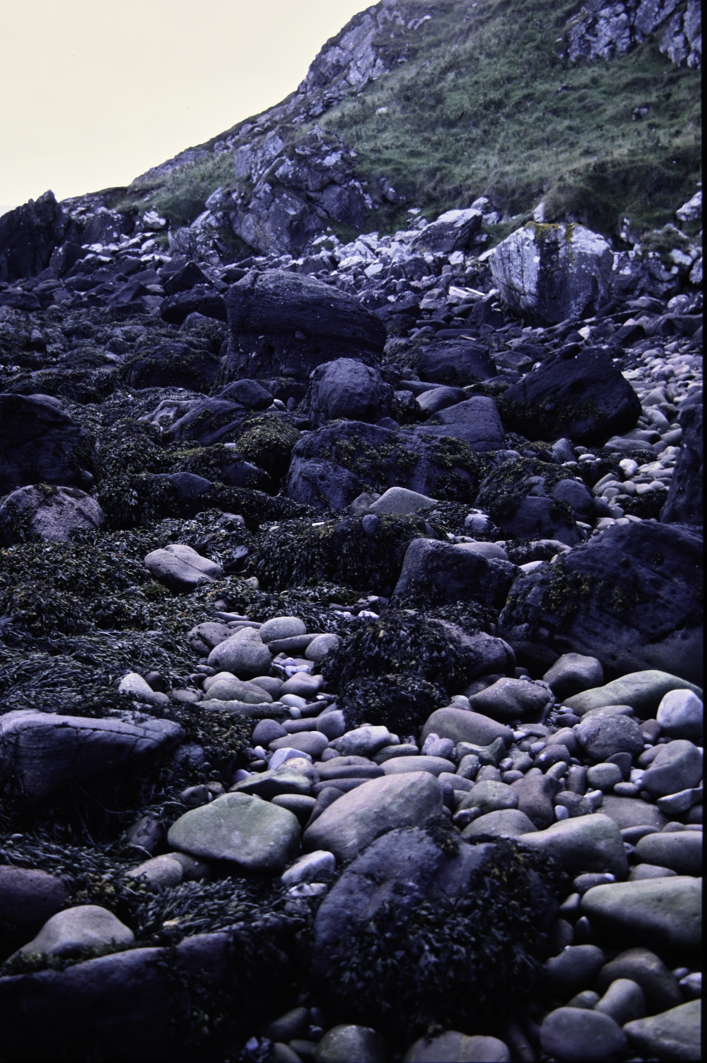 . Site: Cave House shore, NE Coast. 