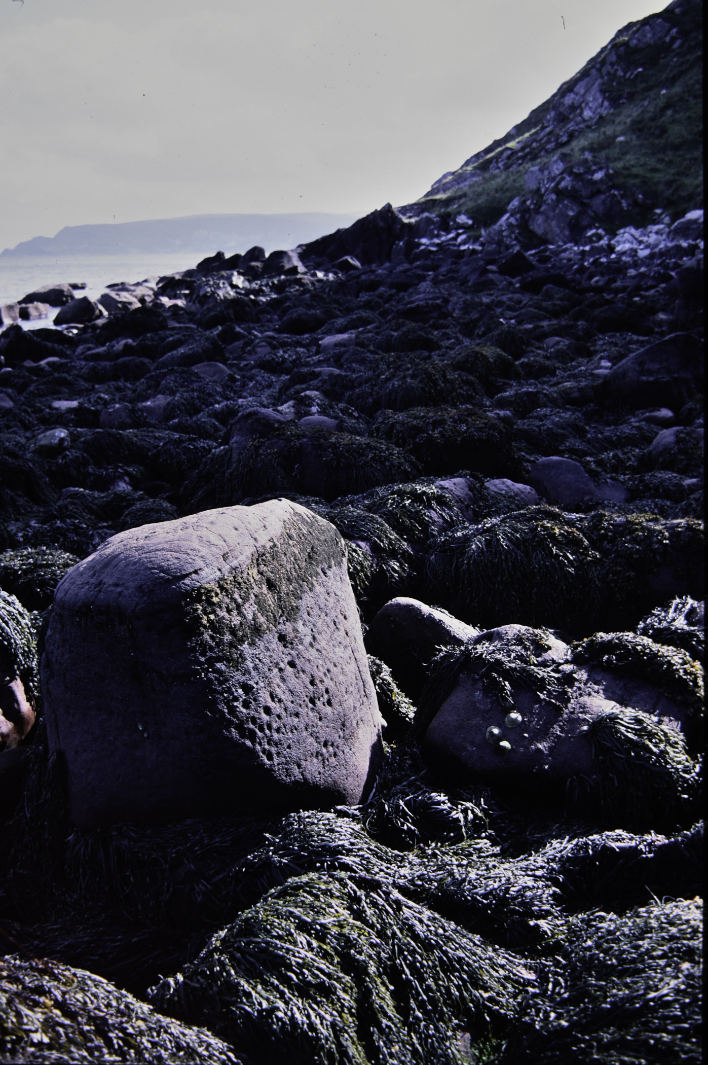 . Site: Cave House shore, NE Coast. 