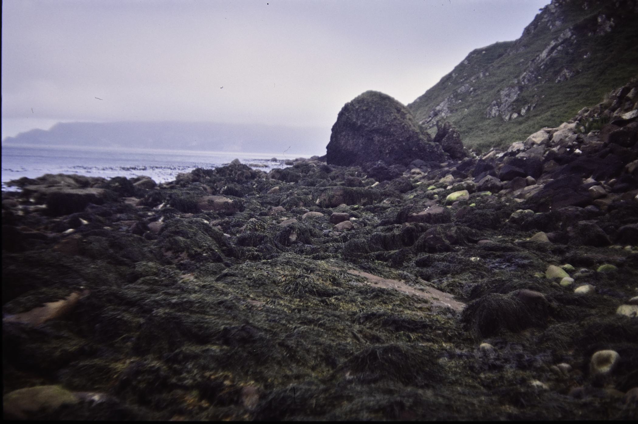 . Site: Cave House shore, NE Coast. 