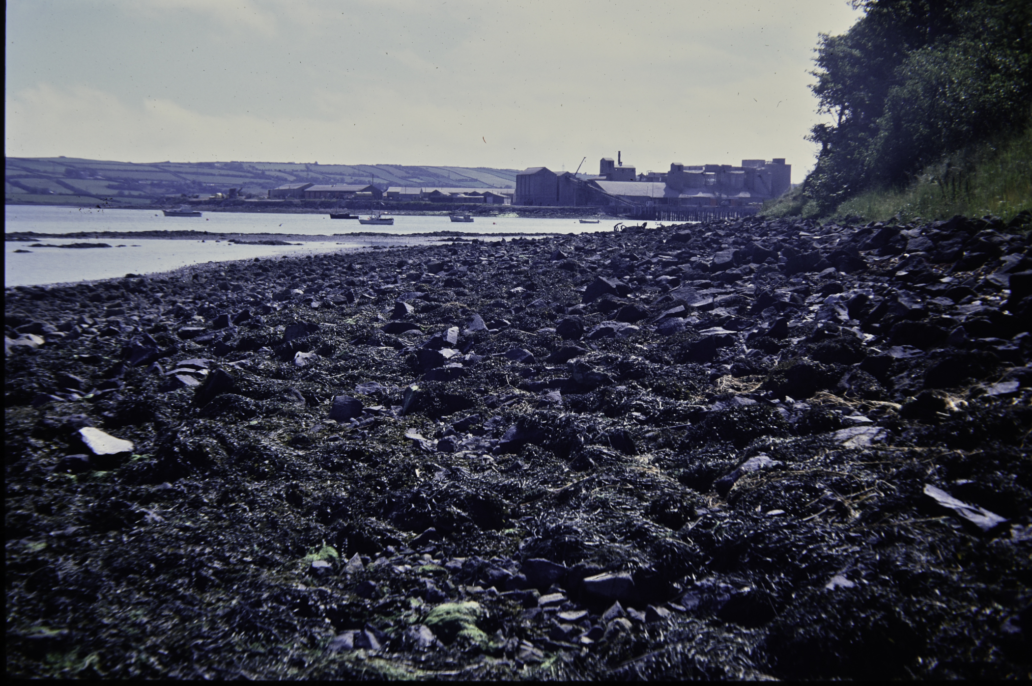 . Site: Dalaradia Point, Larne Lough. 