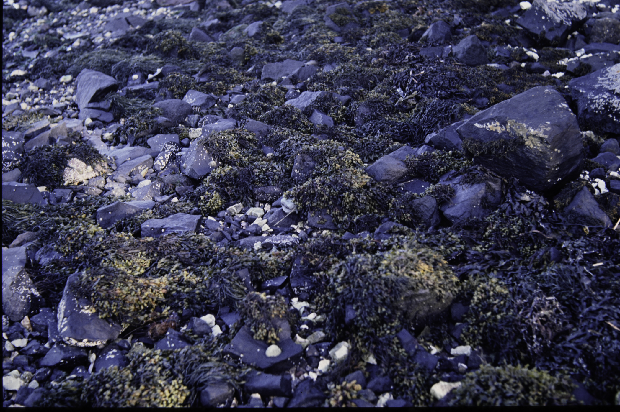 . Site: Dalaradia Point, Larne Lough. 