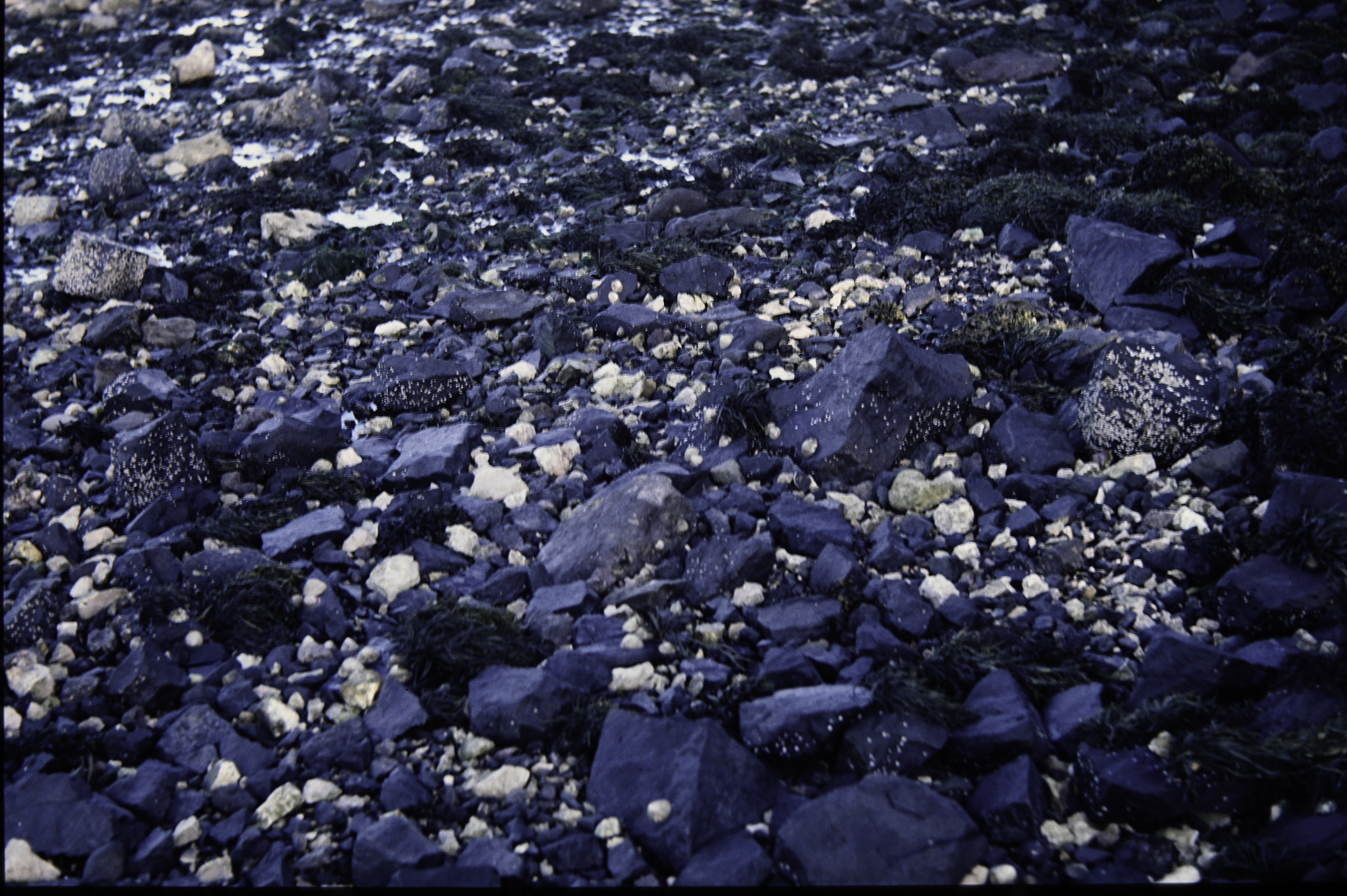 . Site: Dalaradia Point, Larne Lough. 