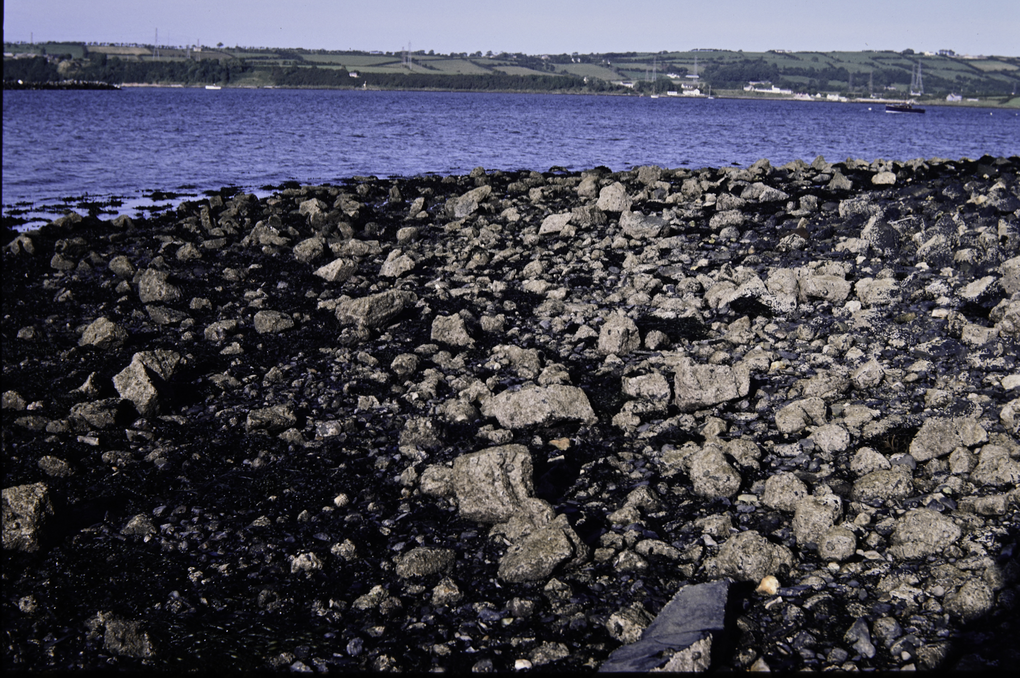 . Site: Dalaradia Point, Larne Lough. 