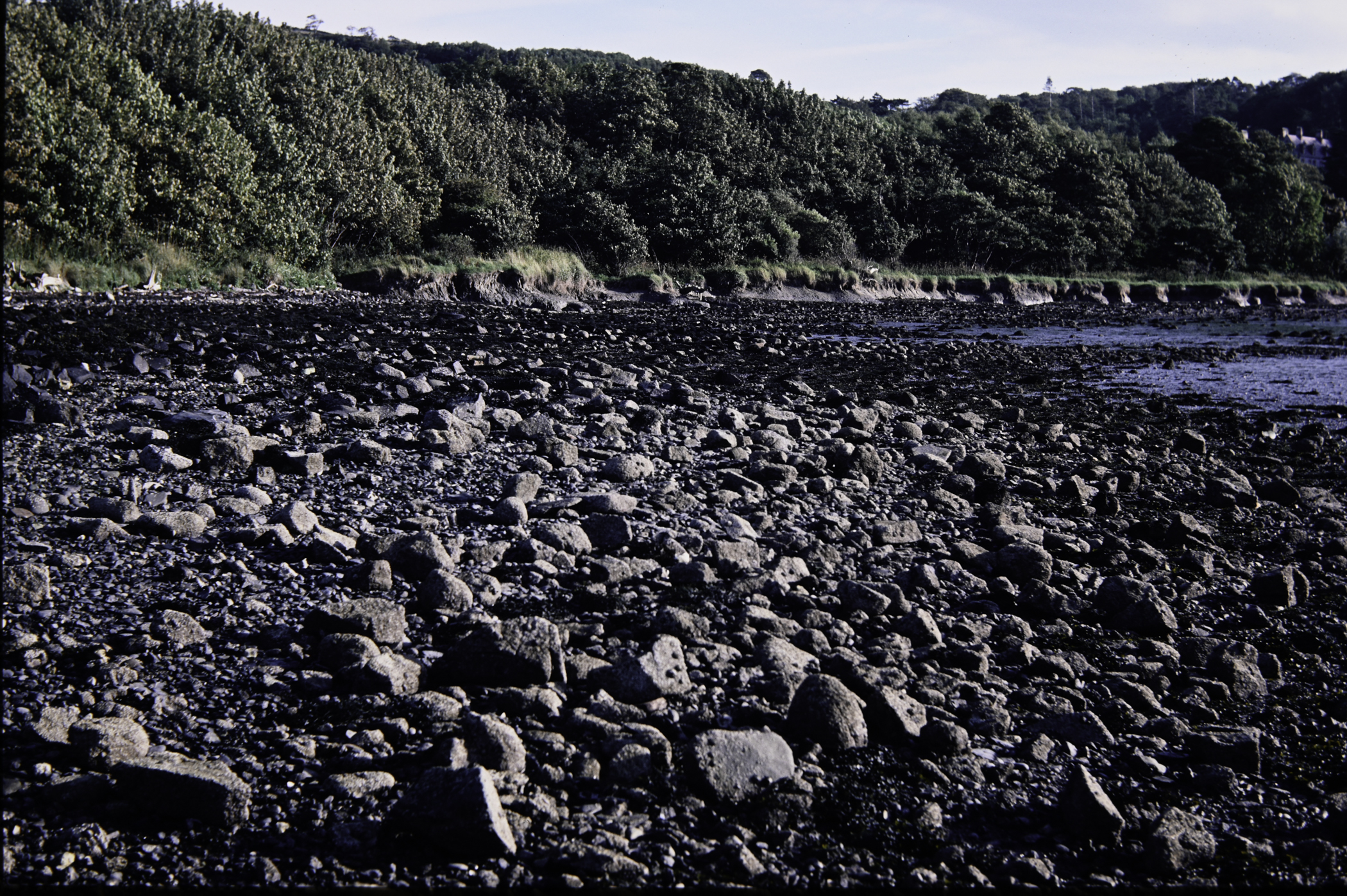 . Site: Dalaradia Point, Larne Lough. 