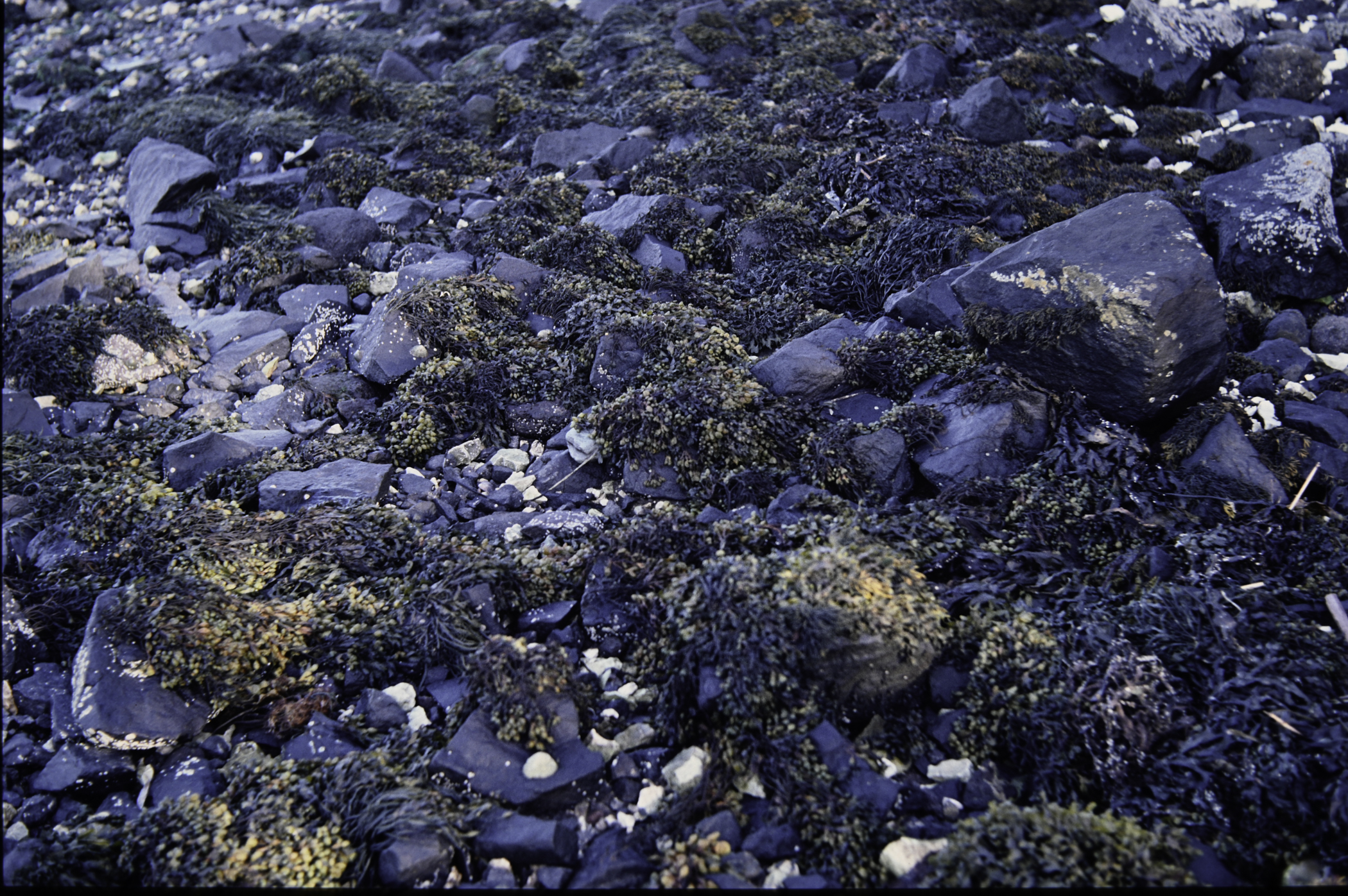 . Site: Dalaradia Point, Larne Lough. 