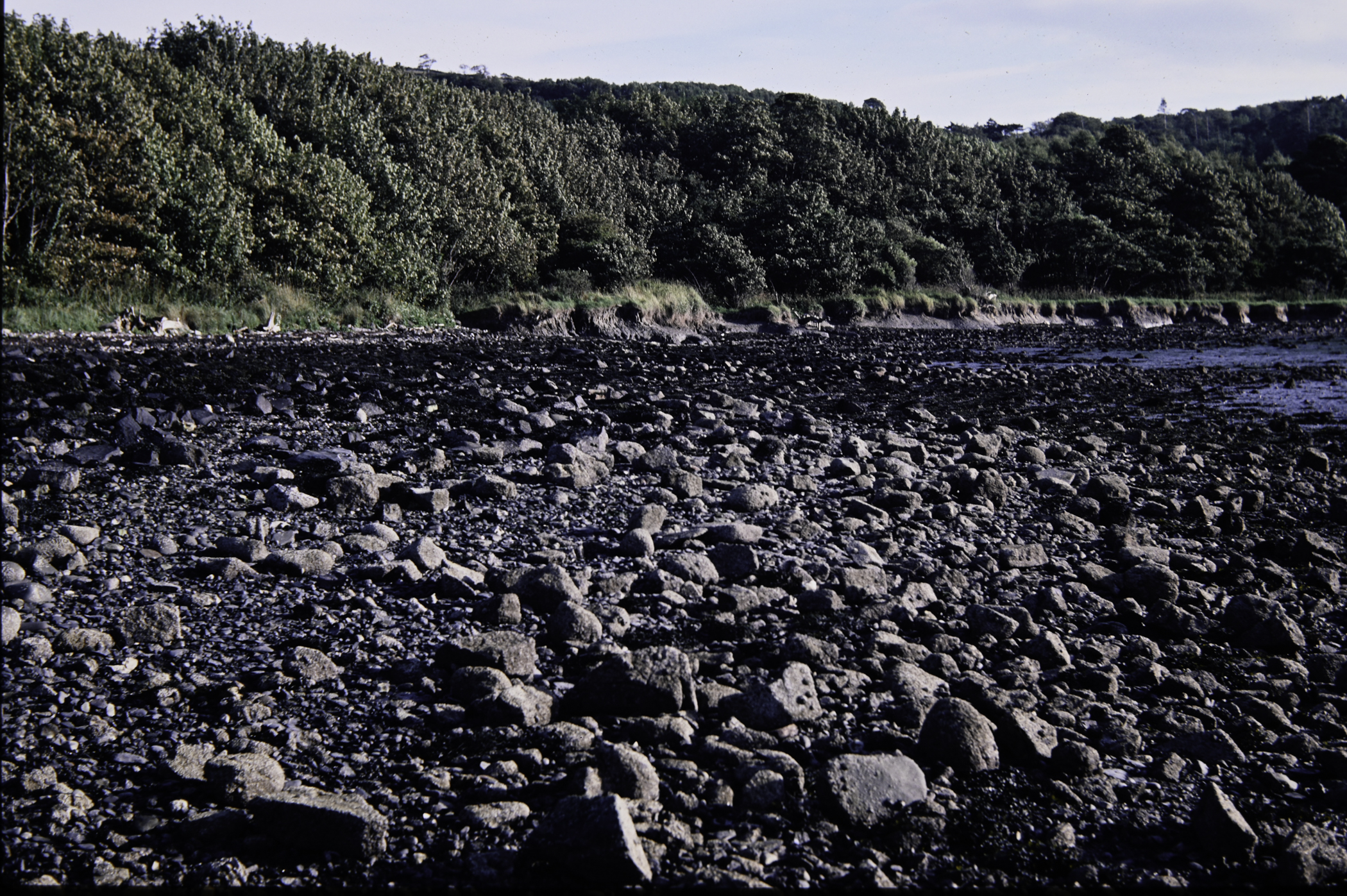 . Site: Dalaradia Point, Larne Lough. 