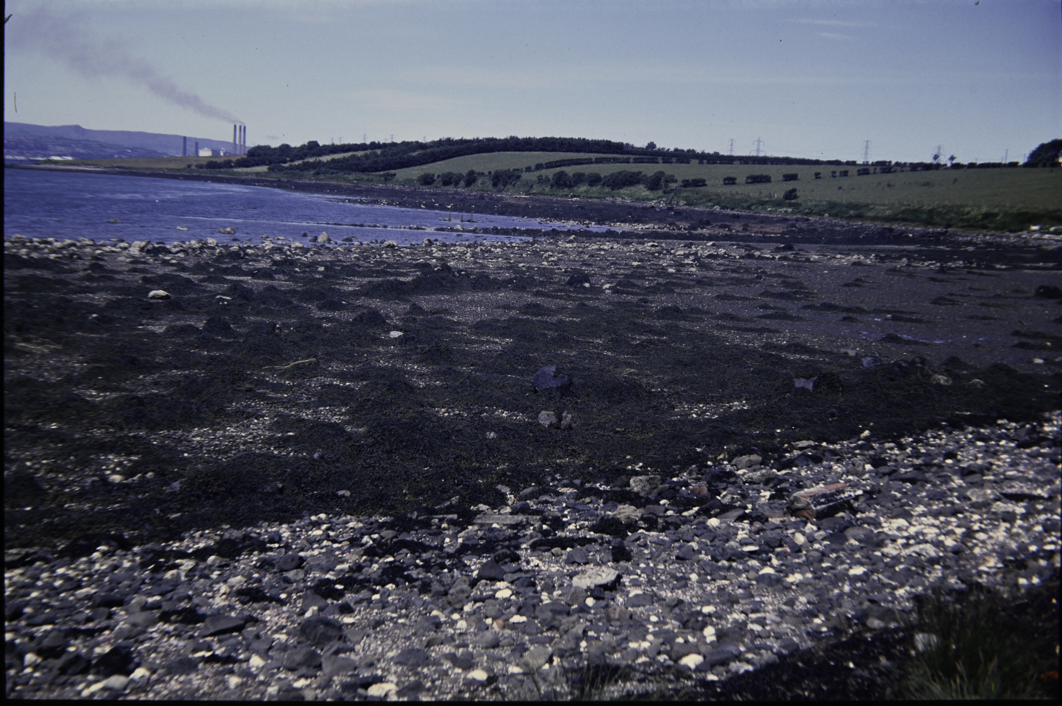 . Site: Barney's Point, Larne Lough. 