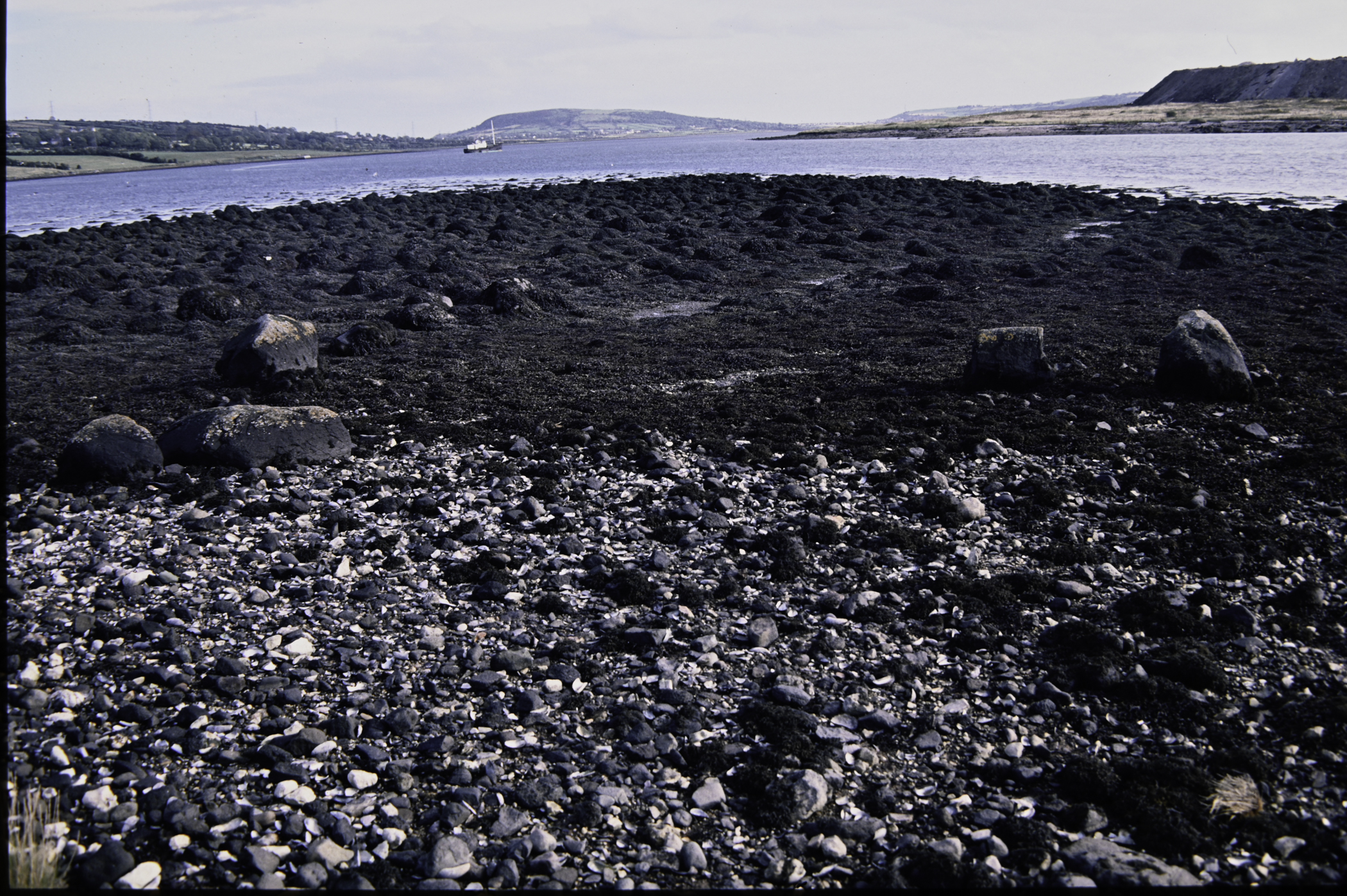 . Site: Barney's Point, Larne Lough. 