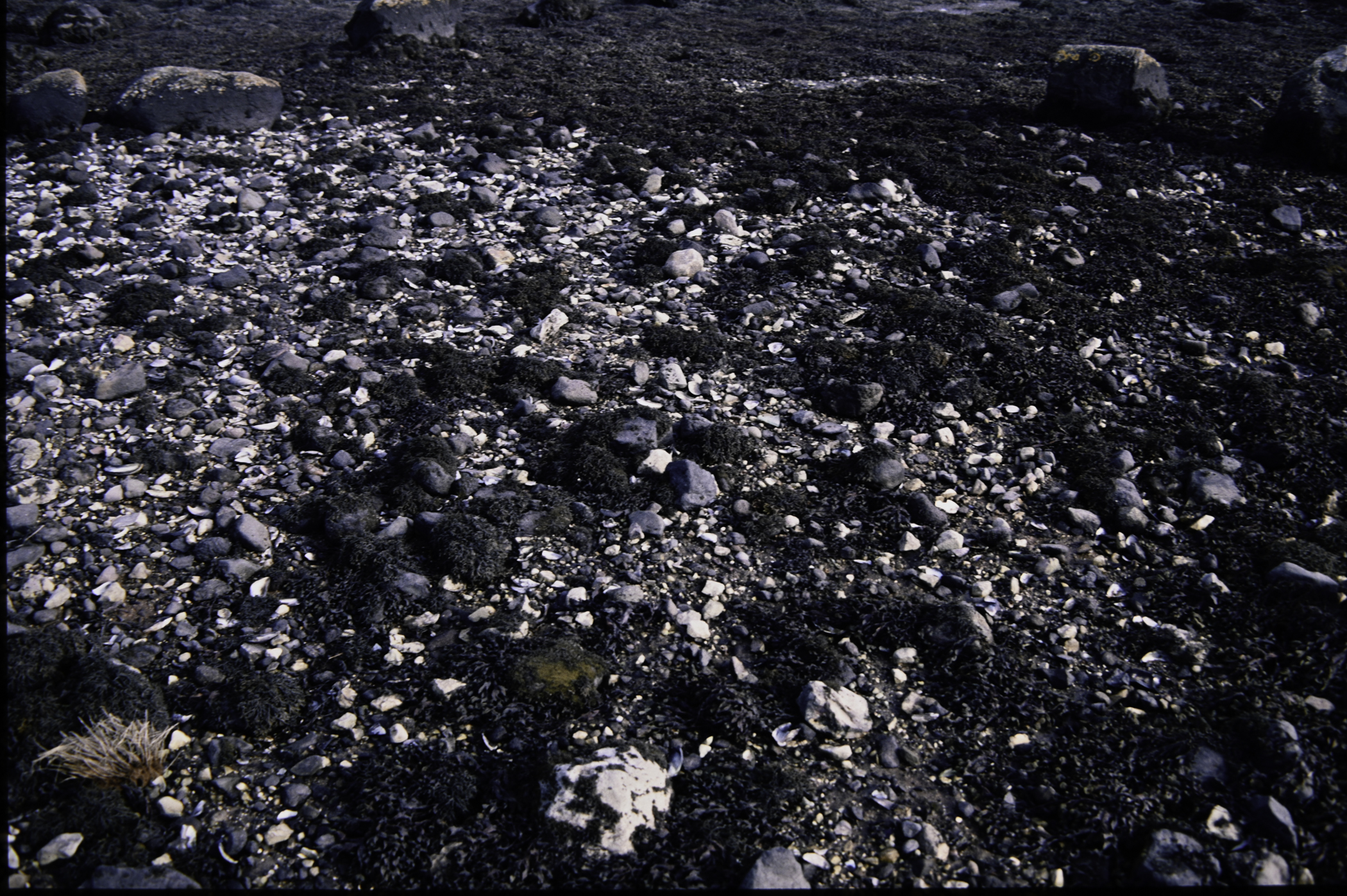 . Site: Barney's Point, Larne Lough. 