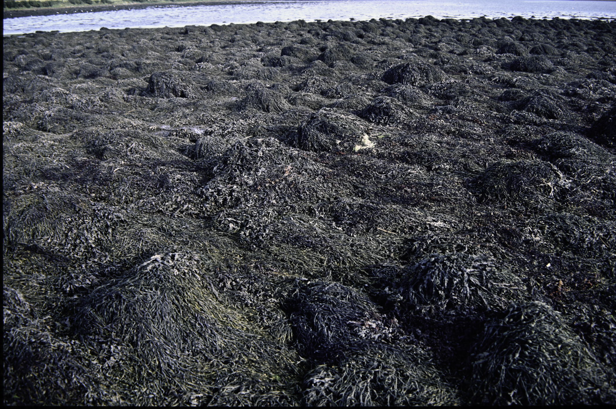 . Site: Barney's Point, Larne Lough. 