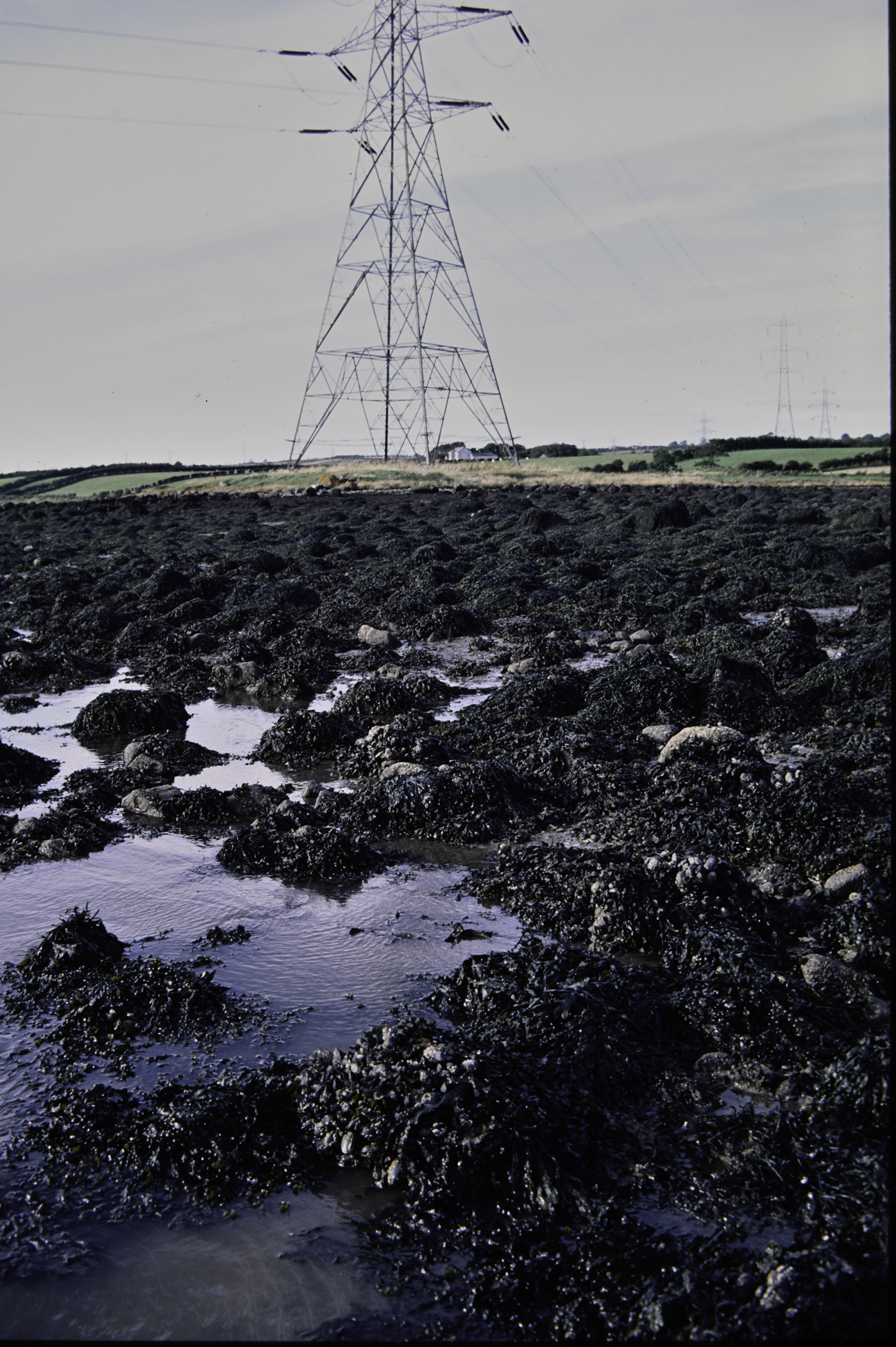 . Site: Barney's Point, Larne Lough. 