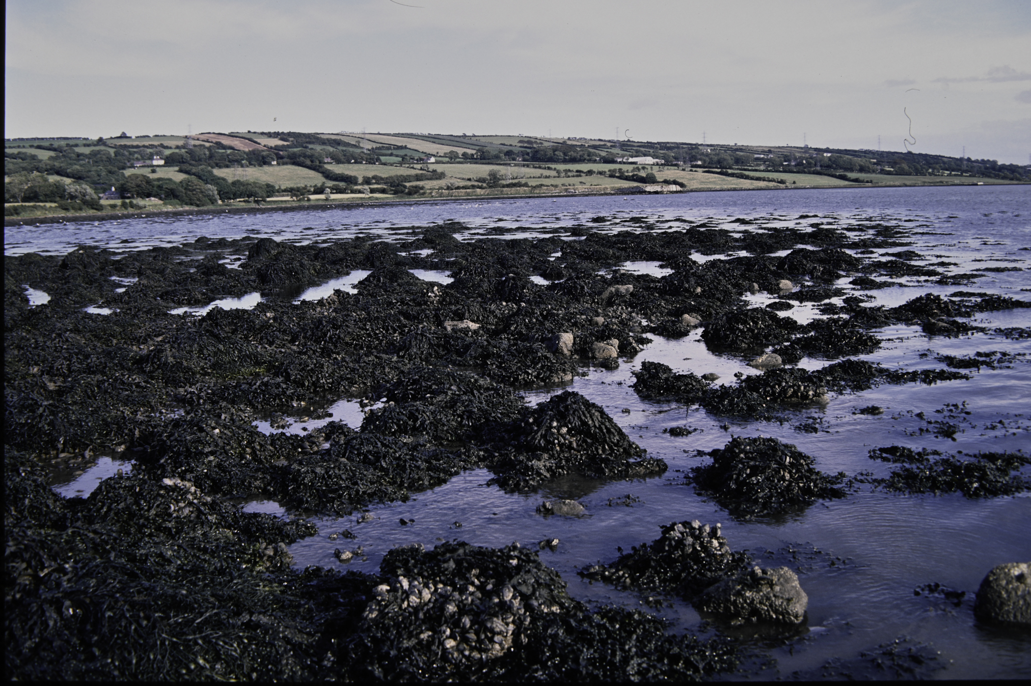 . Site: Barney's Point, Larne Lough. 