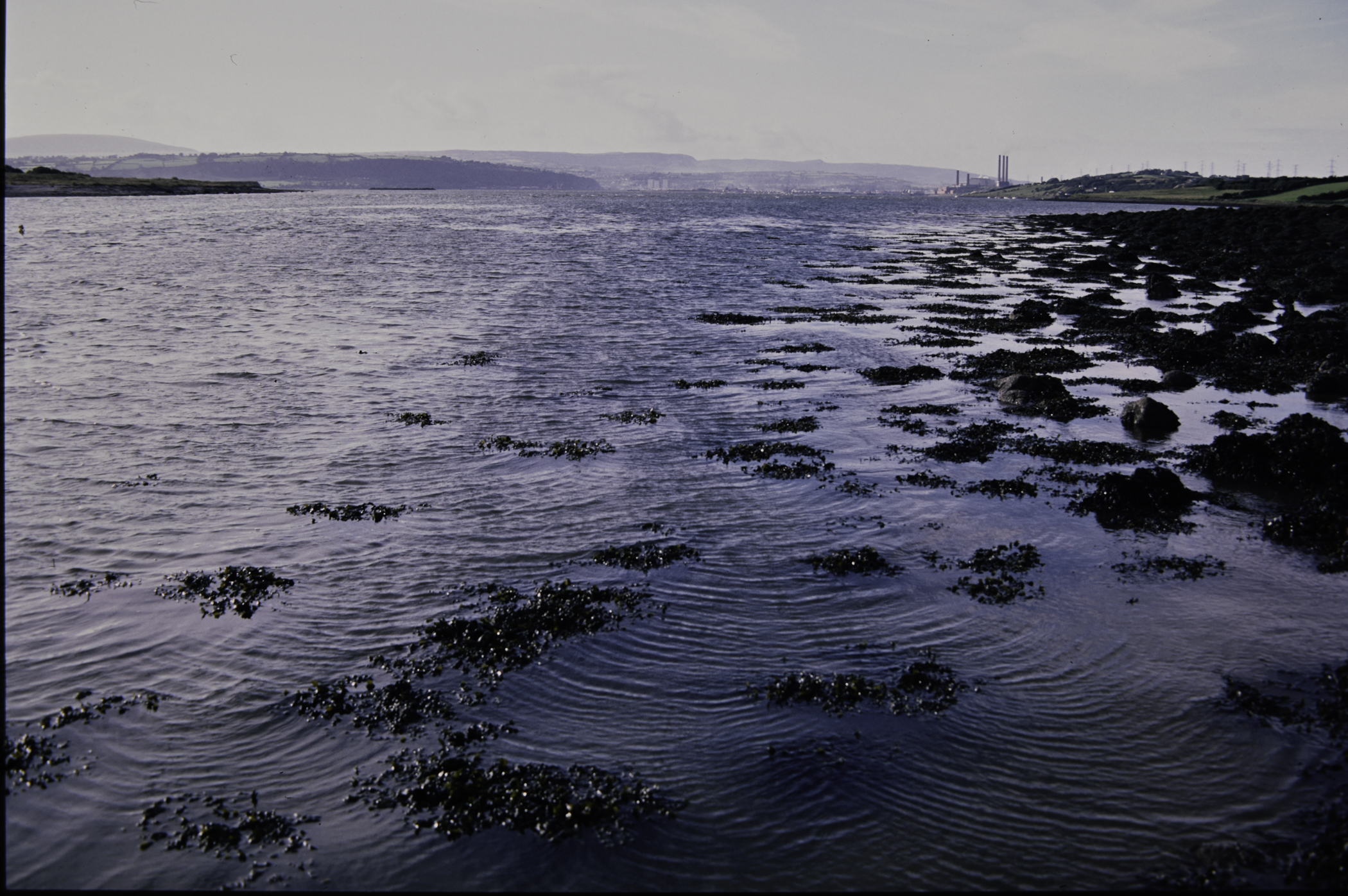 . Site: Barney's Point, Larne Lough. 