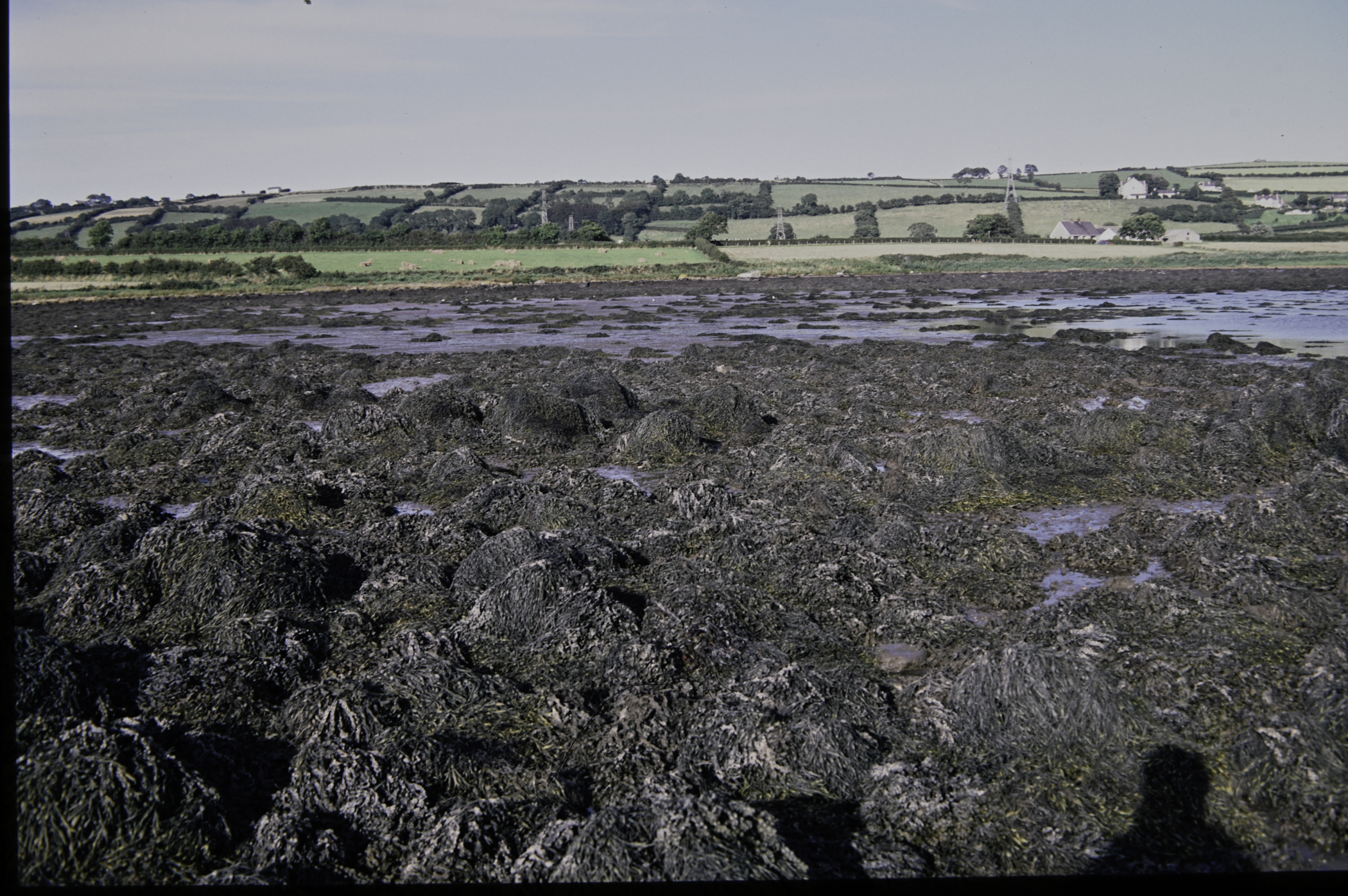 . Site: Barney's Point, Larne Lough. 