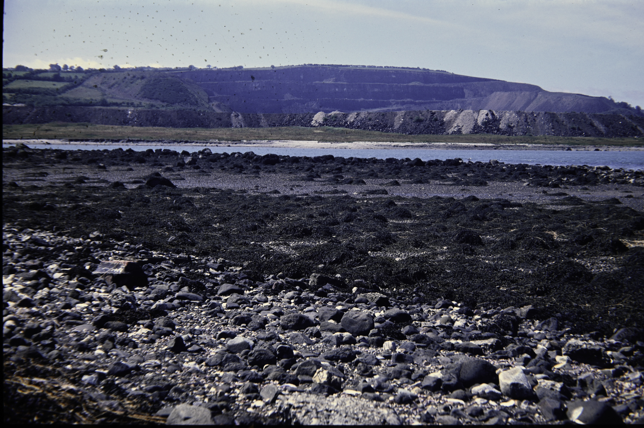 . Site: Barney's Point, Larne Lough. 