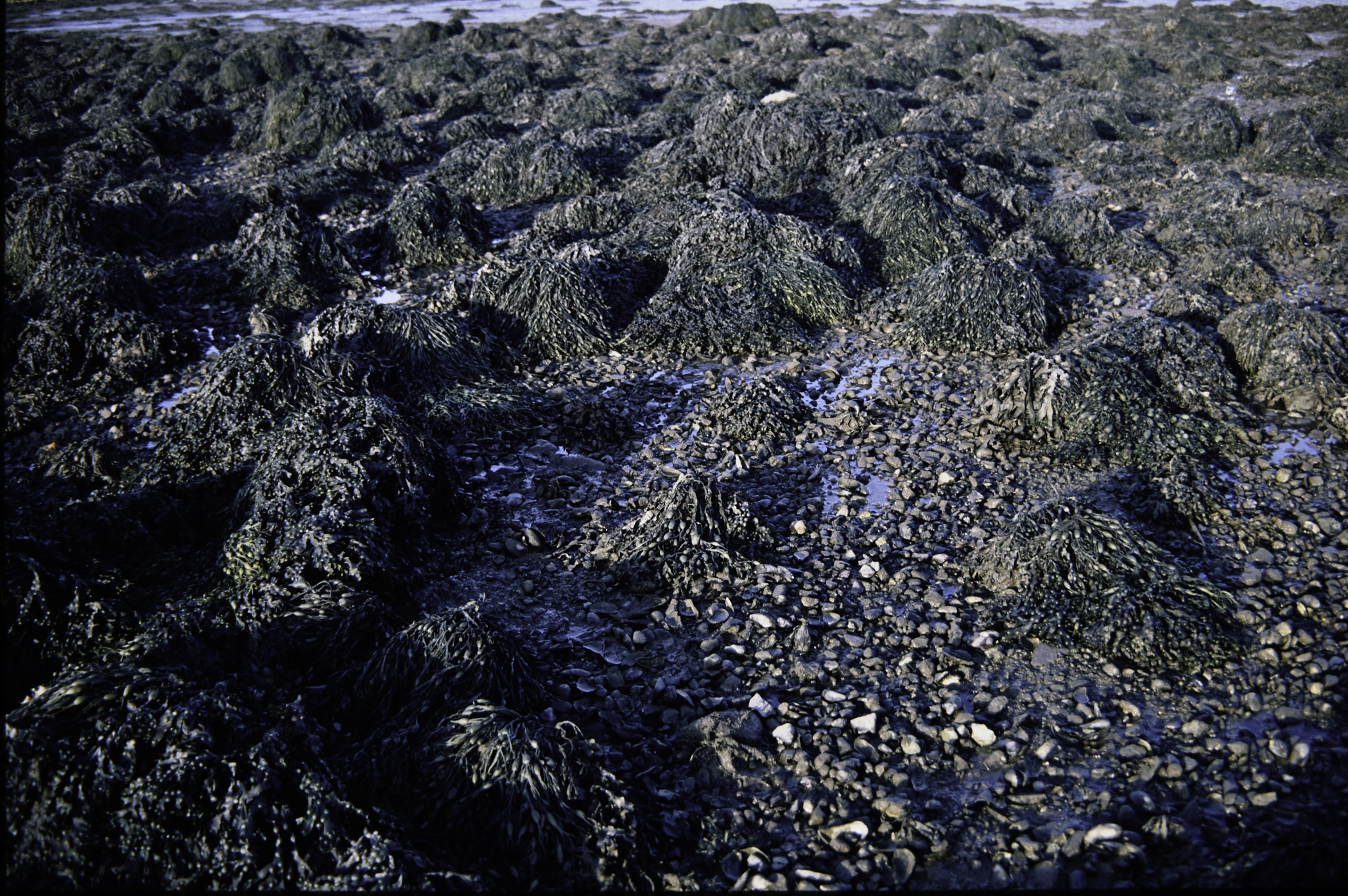 . Site: Barney's Point, Larne Lough. 