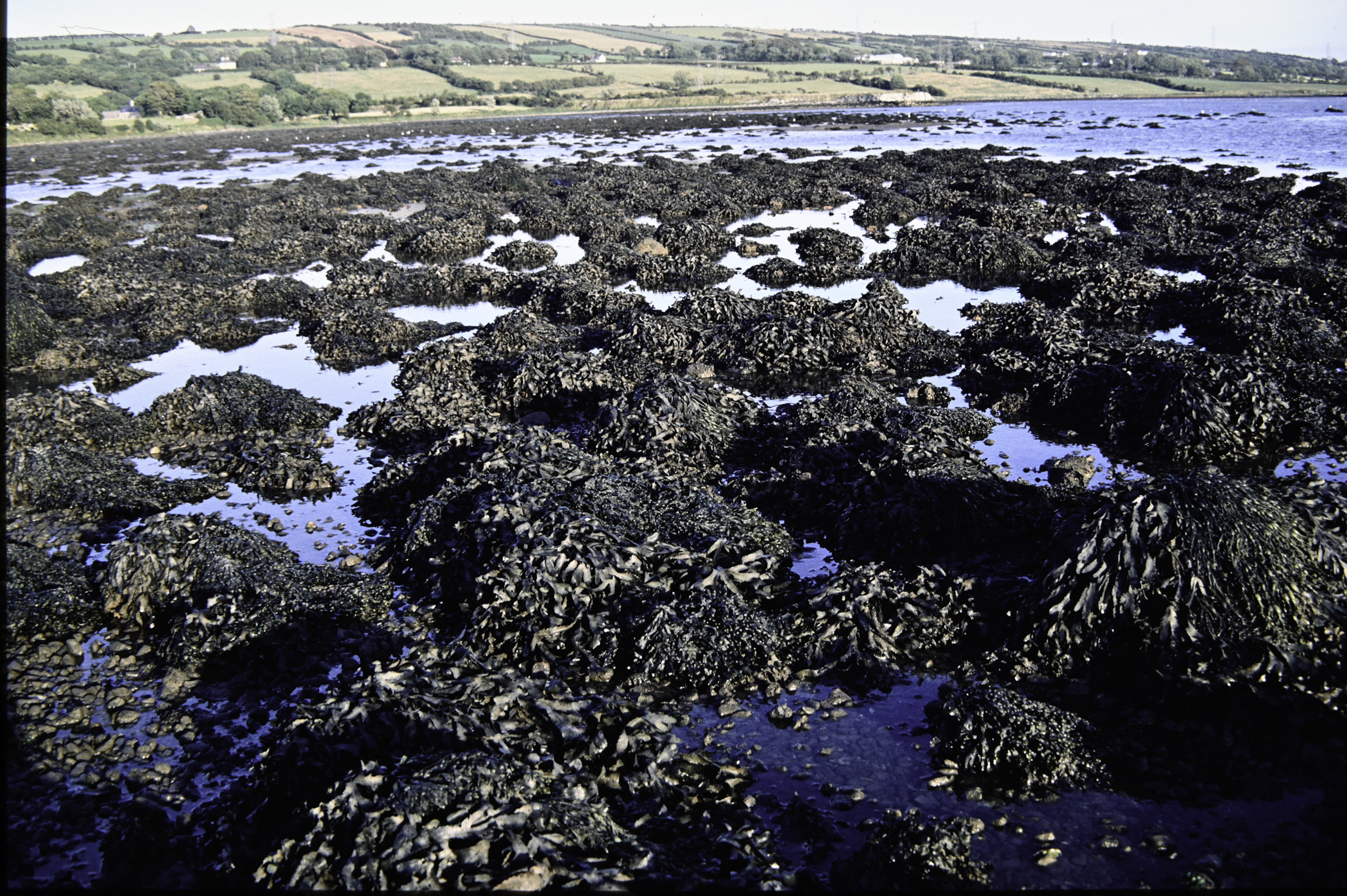 . Site: Barney's Point, Larne Lough. 