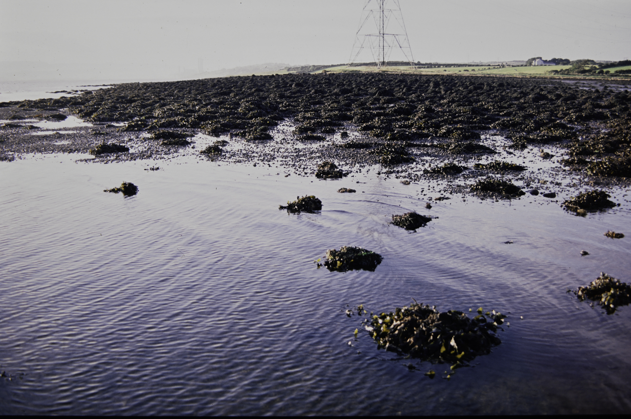 . Site: Barney's Point, Larne Lough. 