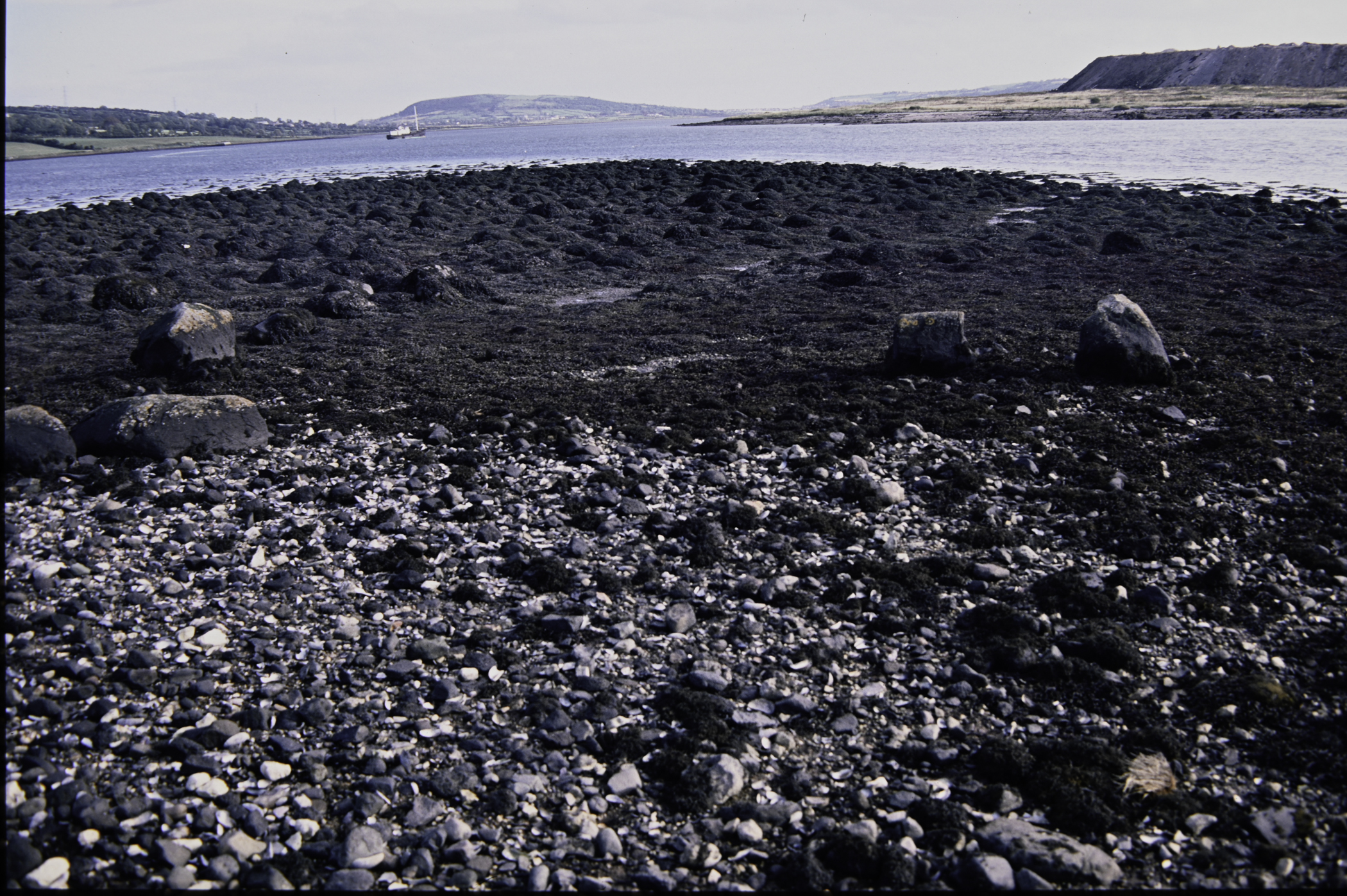 . Site: Barney's Point, Larne Lough. 