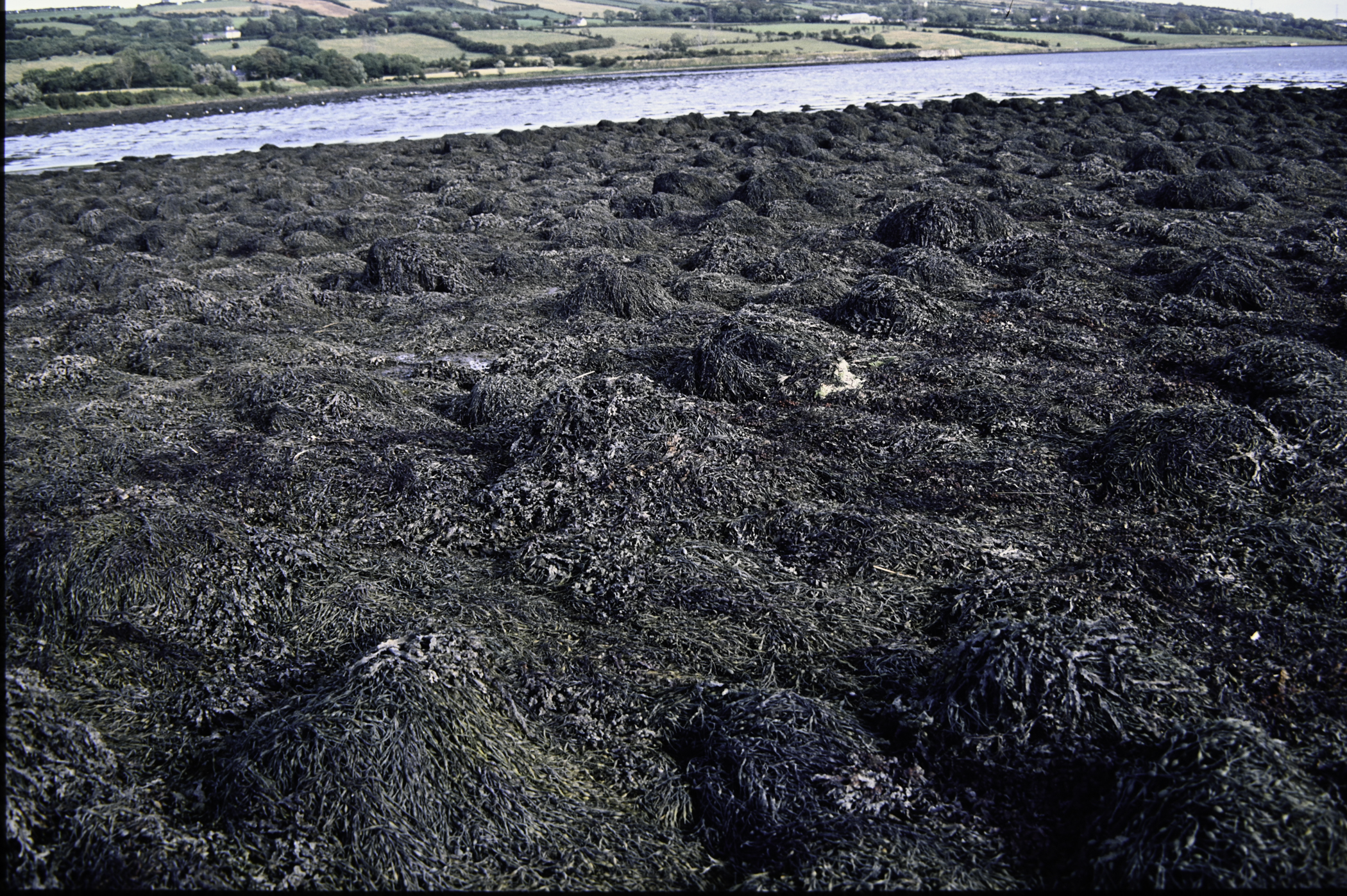 . Site: Barney's Point, Larne Lough. 