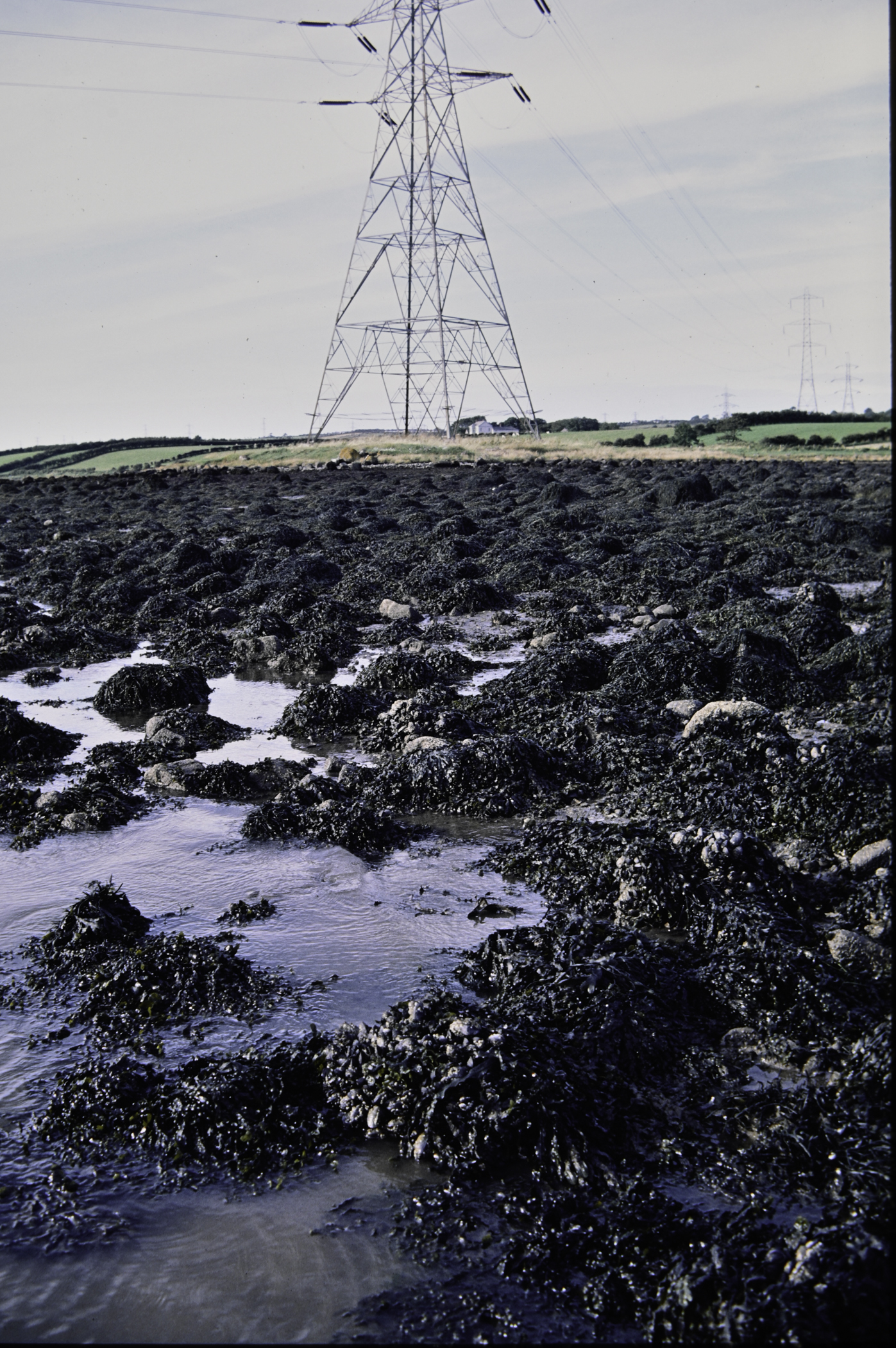 . Site: Barney's Point, Larne Lough. 