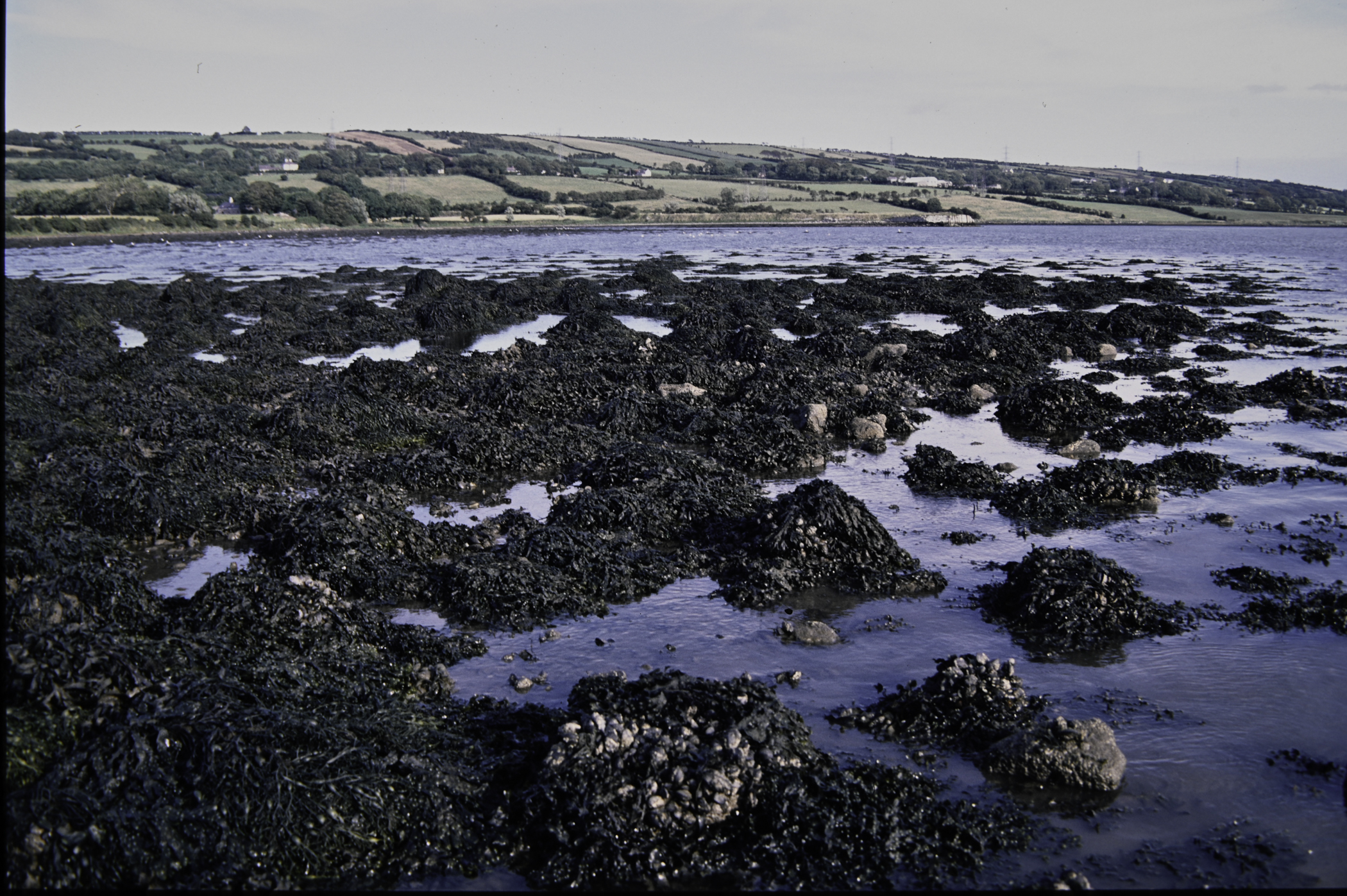 . Site: Barney's Point, Larne Lough. 