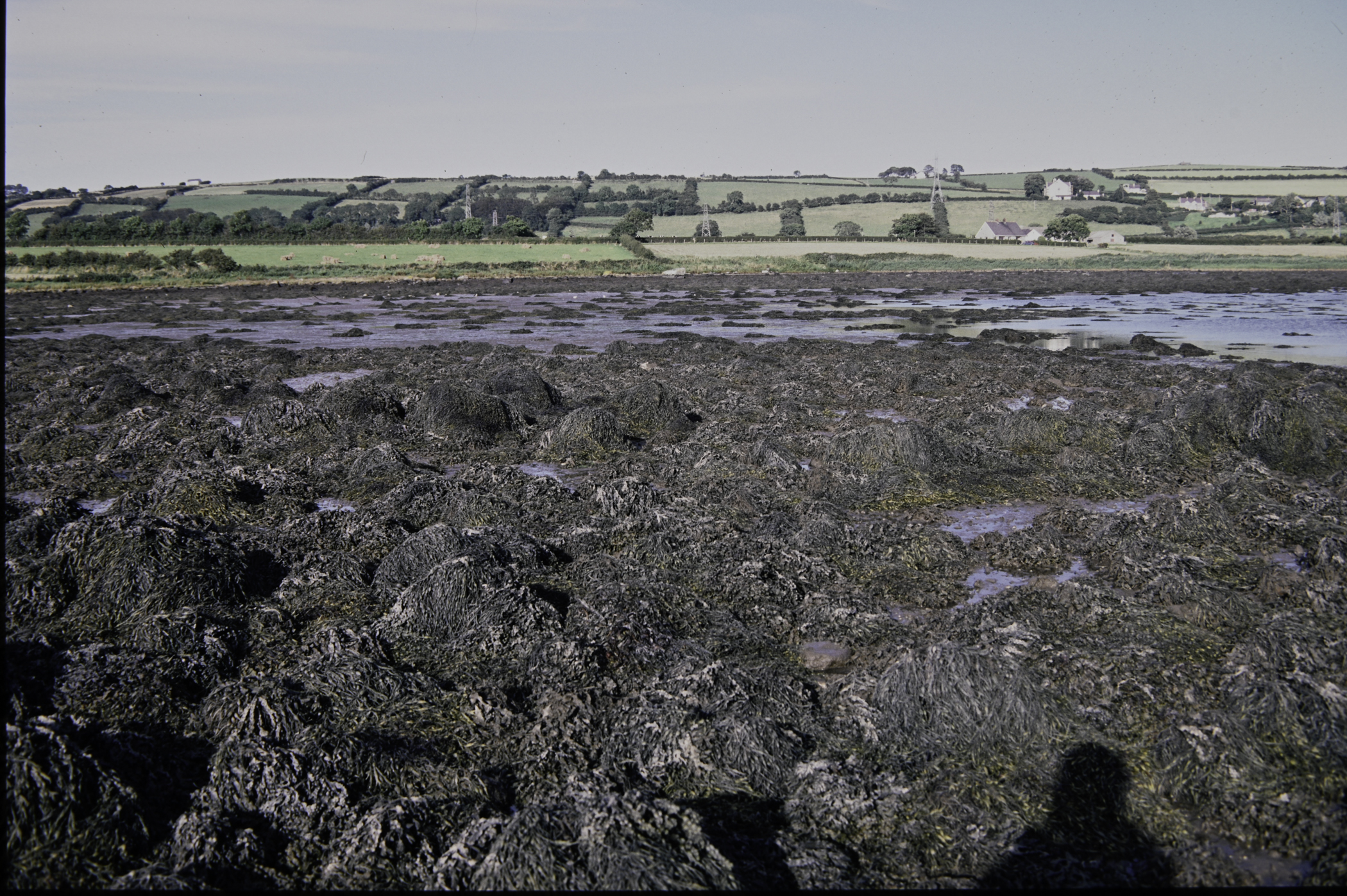 . Site: Barney's Point, Larne Lough. 