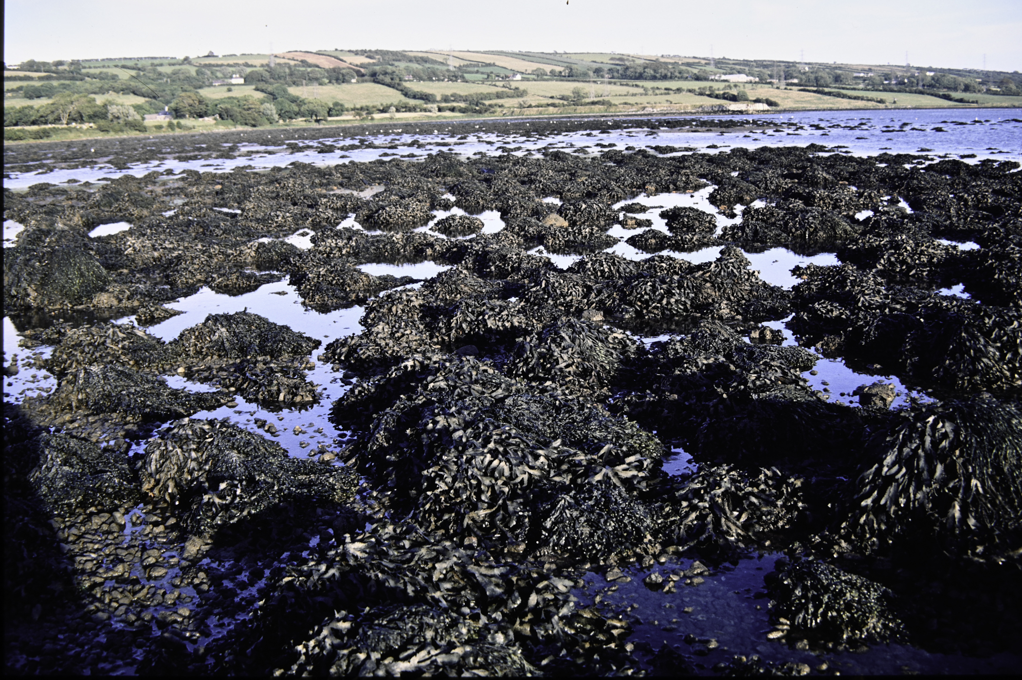 . Site: Barney's Point, Larne Lough. 