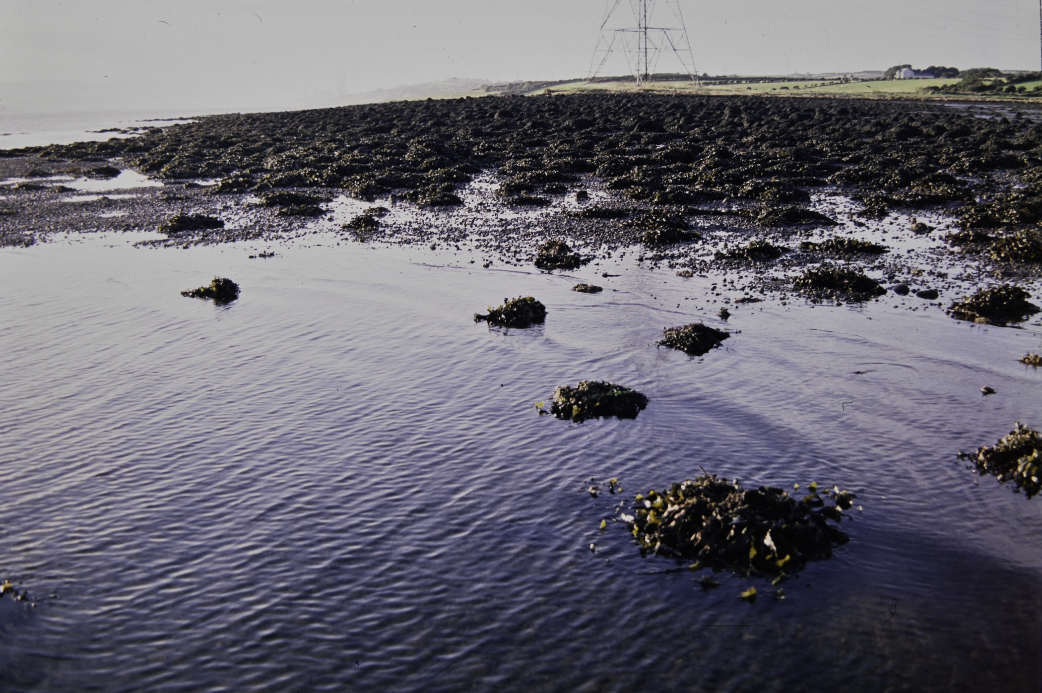 . Site: Barney's Point, Larne Lough. 