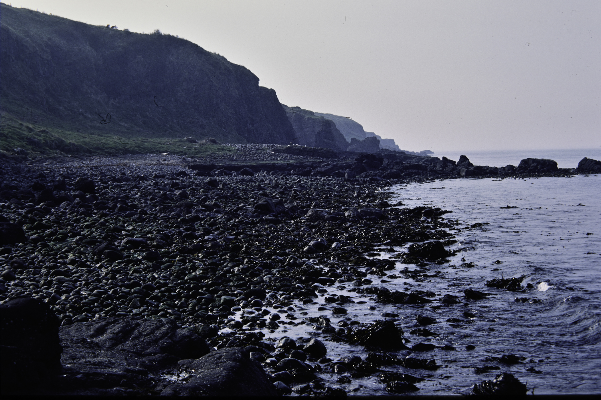 . Site: McIlroy's Port, NE Coast. 