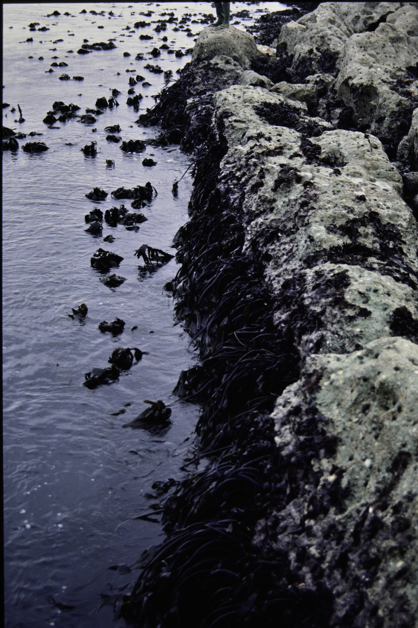 . Site: Riding Stone, NE Coast. 