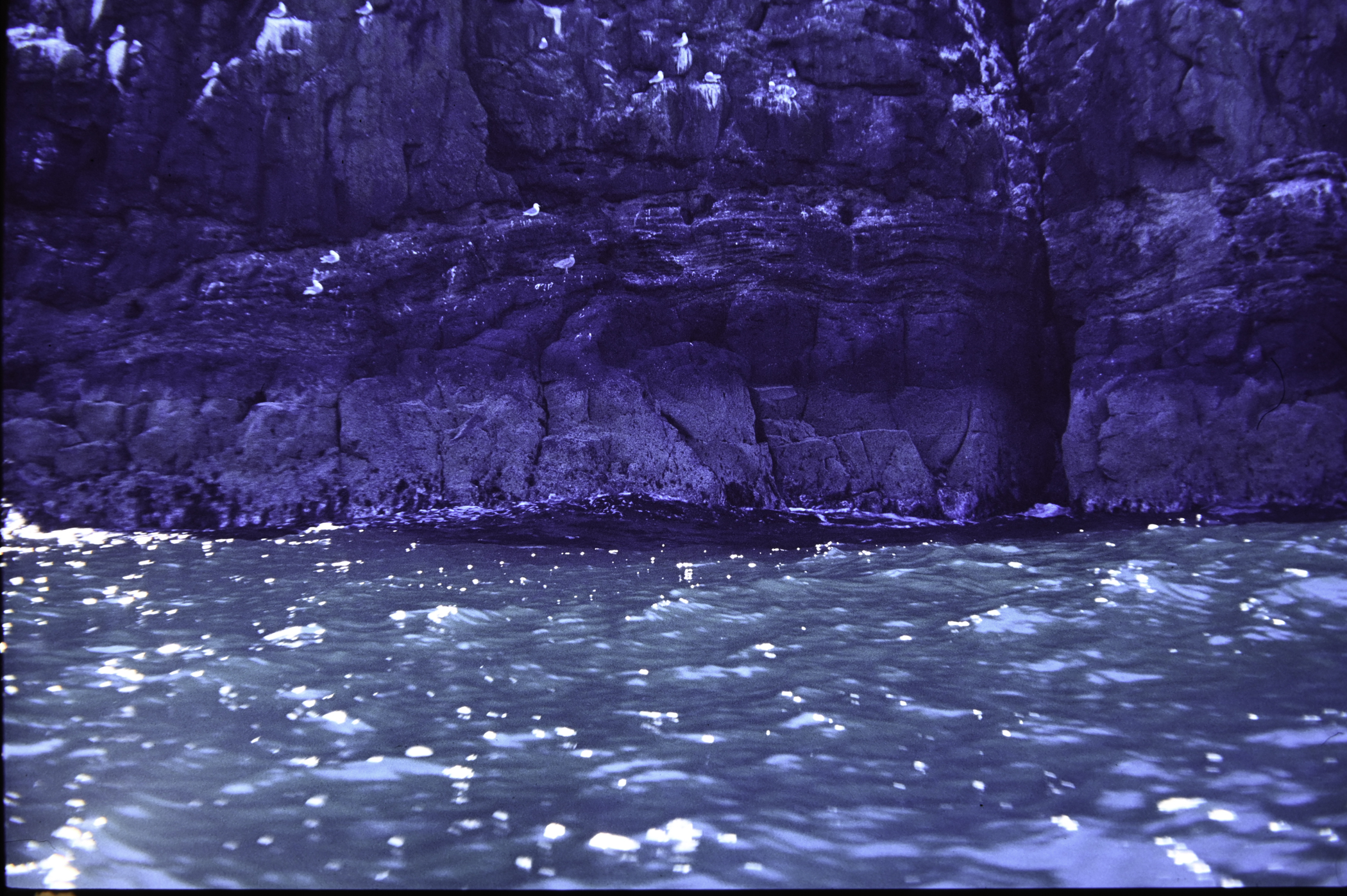 . Site: Isle of Muck (east), NE Coast. 