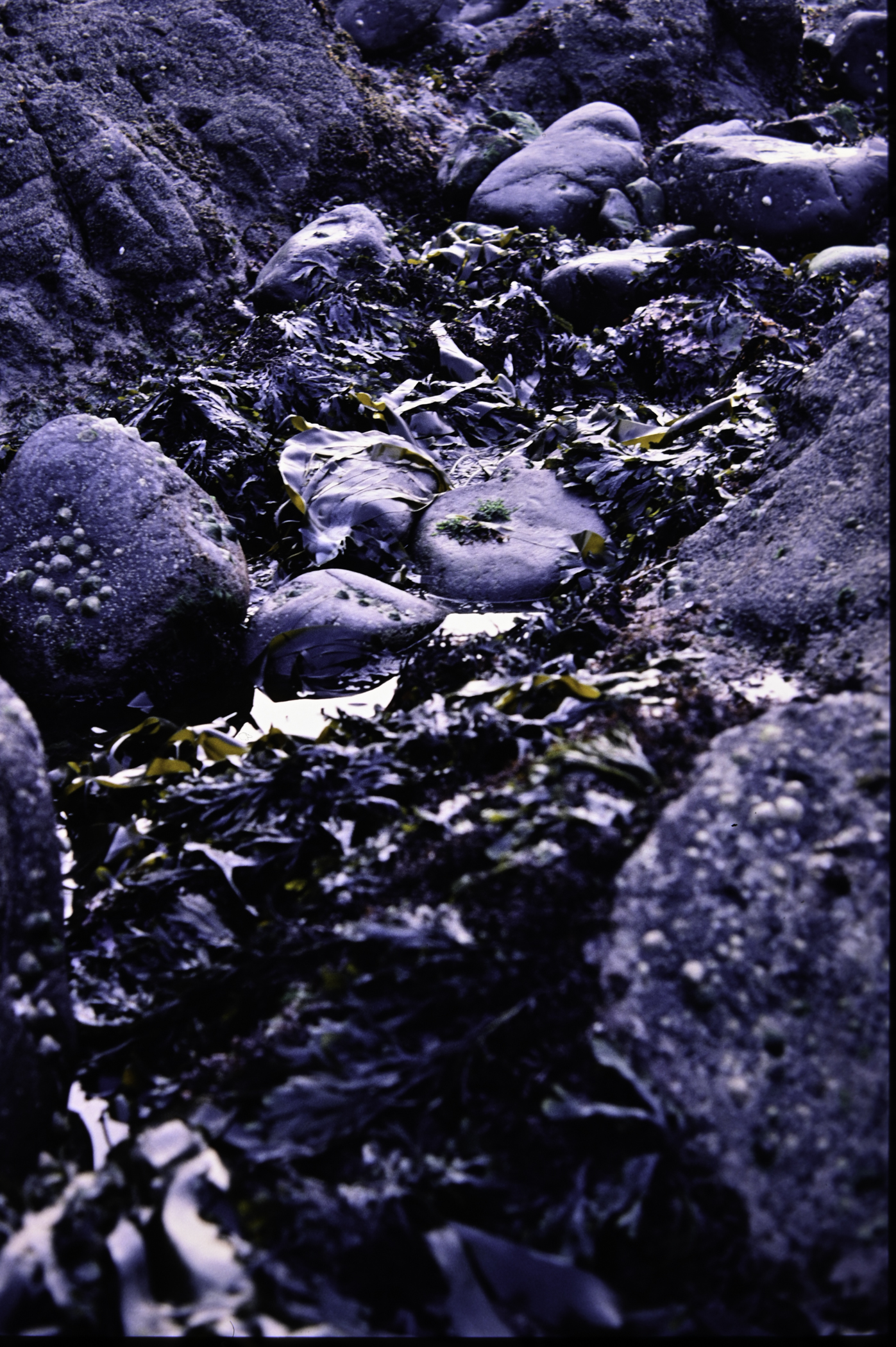 . Site: Chapman's Rock, NE Coast. 