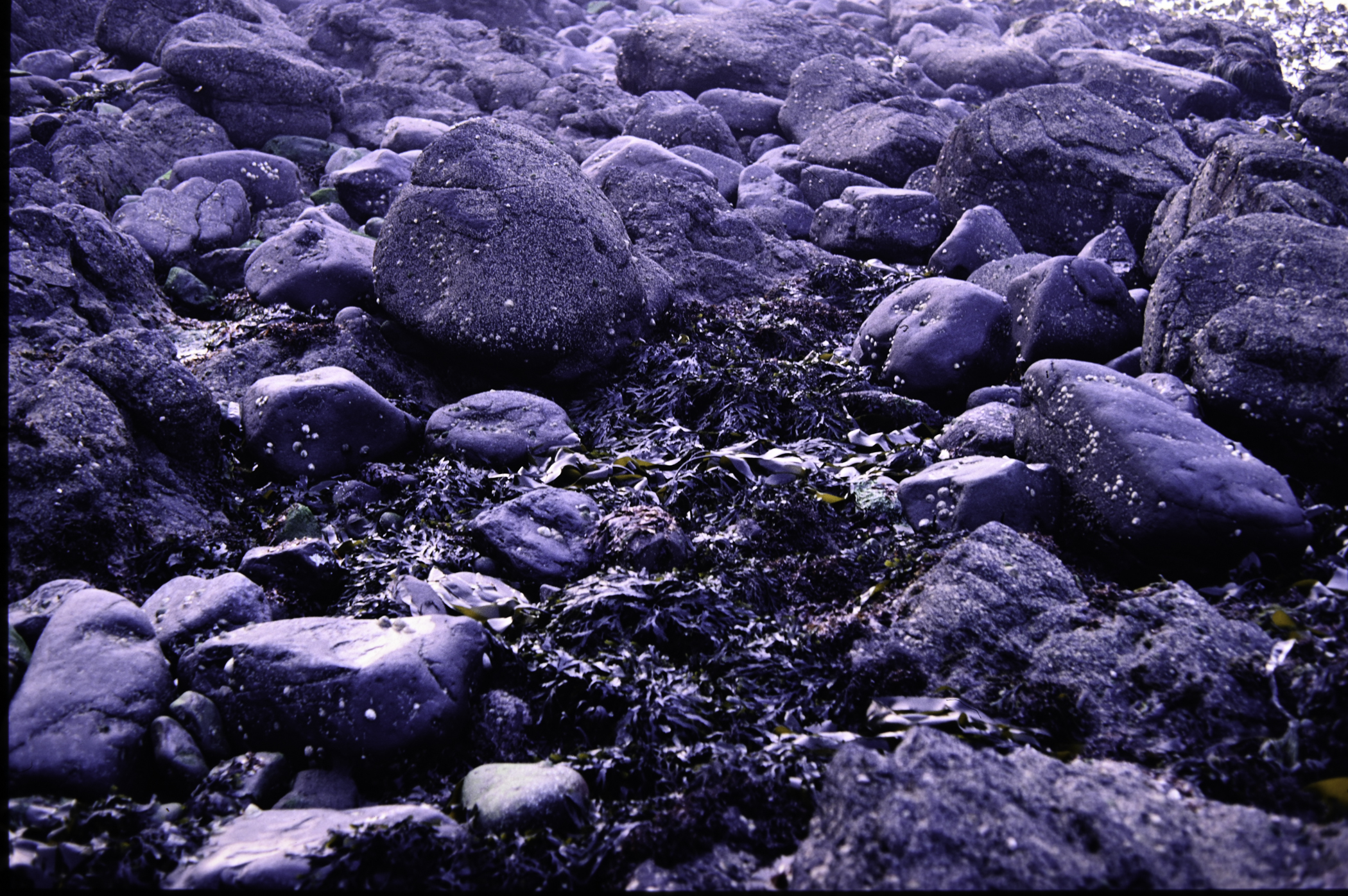 . Site: Chapman's Rock, NE Coast. 