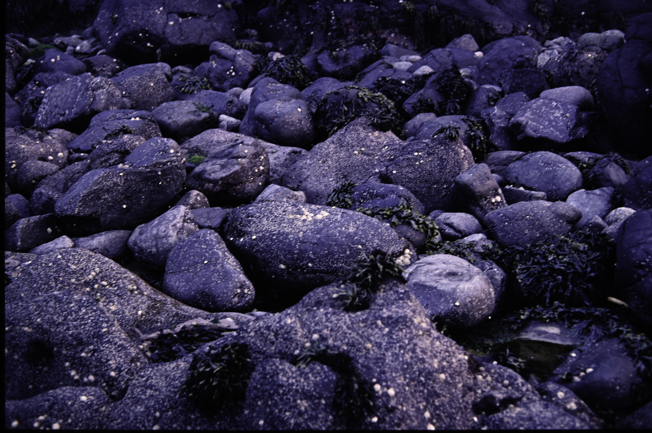 . Site: Chapman's Rock, NE Coast. 