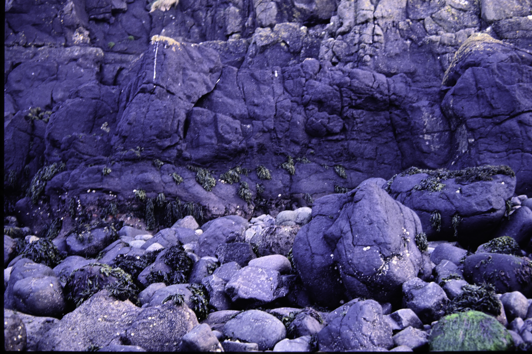 . Site: Chapman's Rock, NE Coast. 