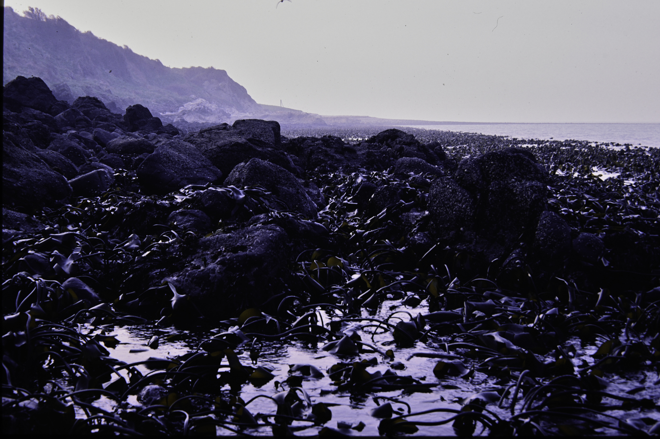 . Site: Chapman's Rock, NE Coast. 