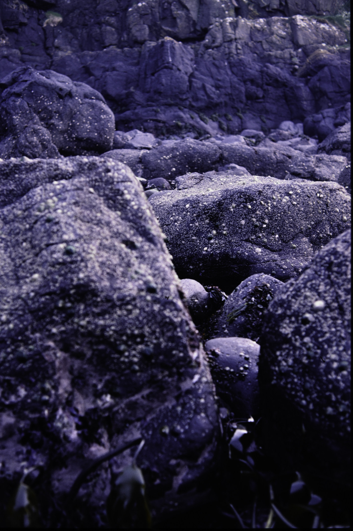 . Site: Chapman's Rock, NE Coast. 