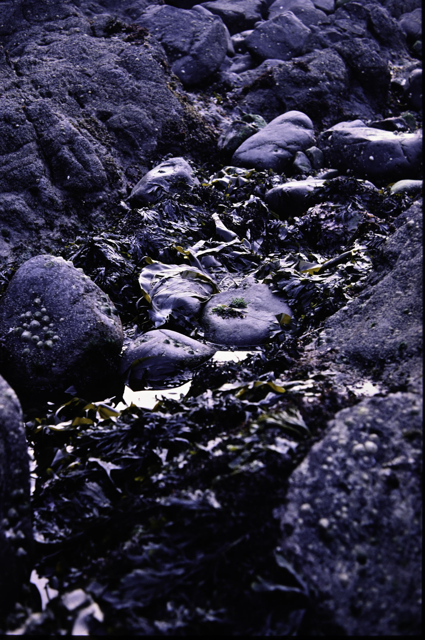 . Site: Chapman's Rock, NE Coast. 