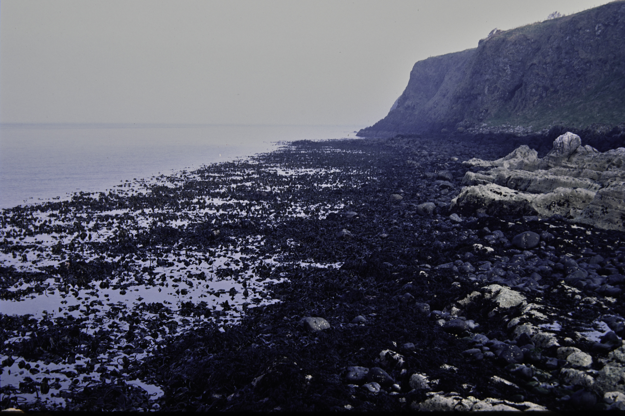 . Site: Chapman's Rock, NE Coast. 