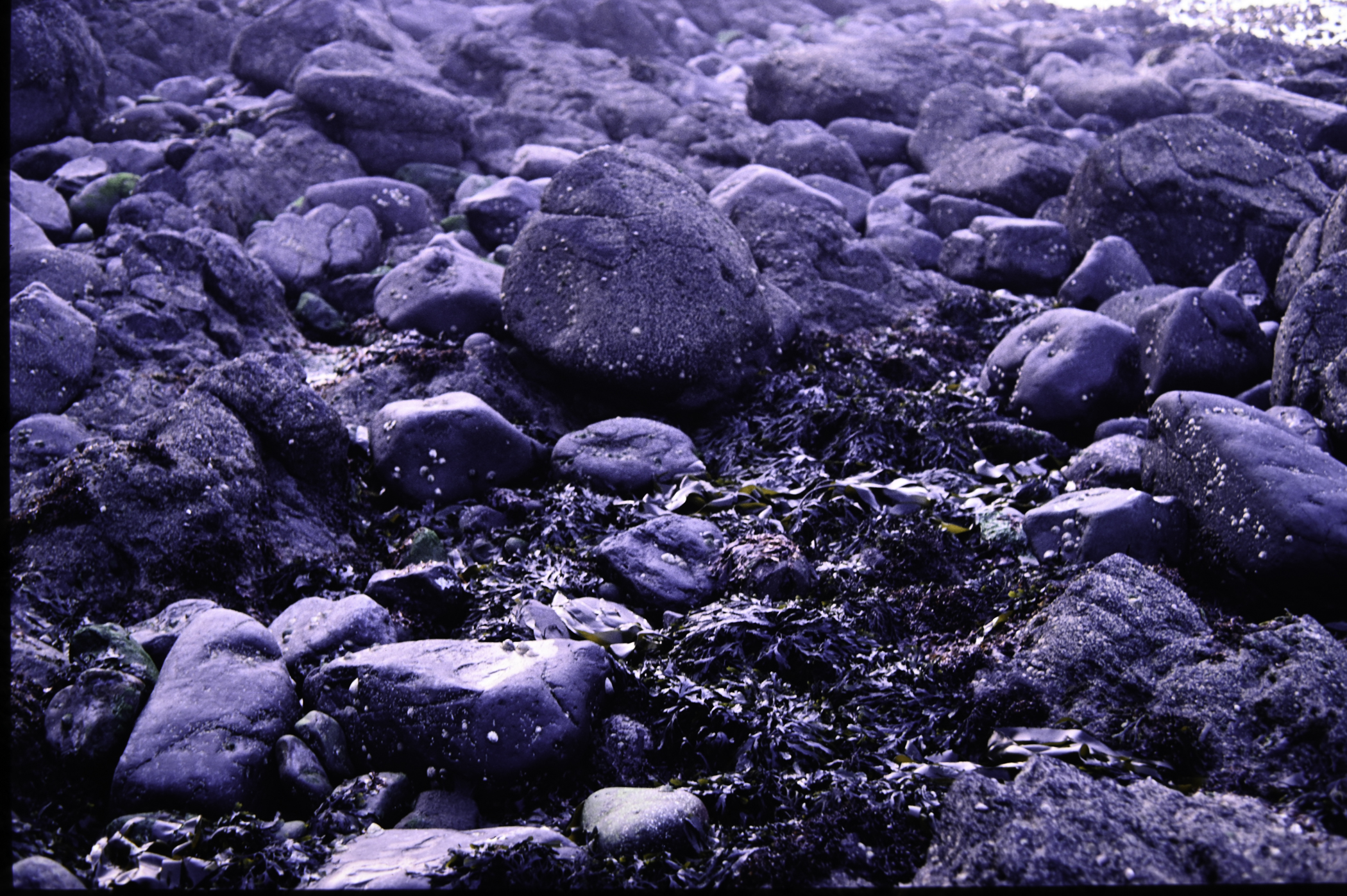 . Site: Chapman's Rock, NE Coast. 