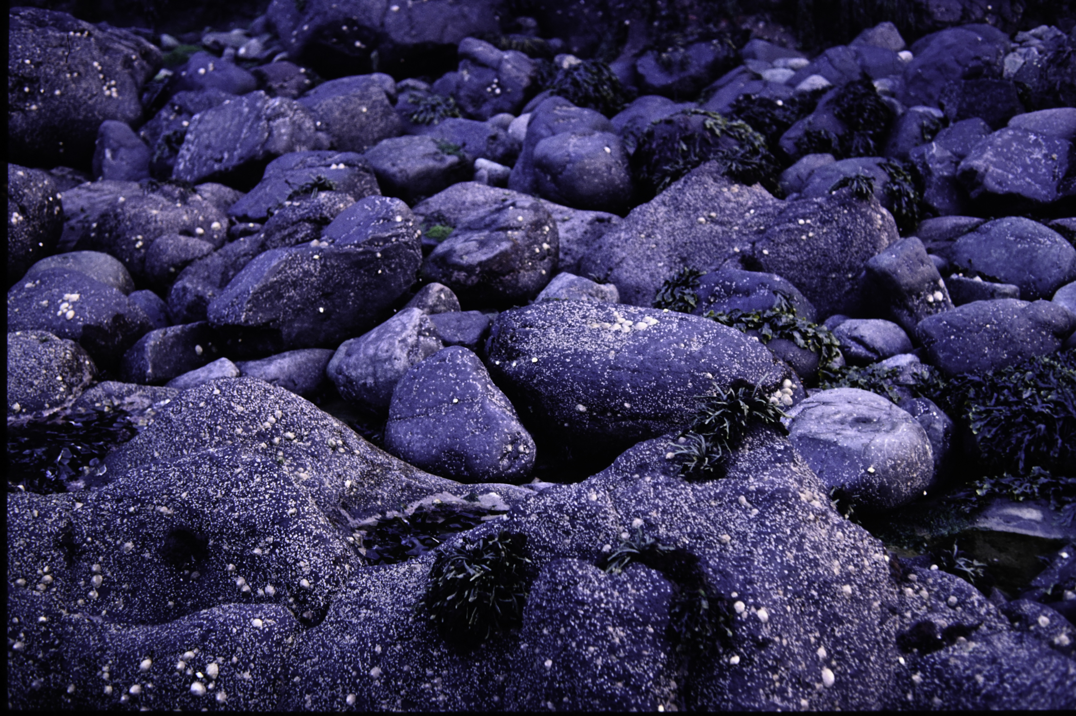 . Site: Chapman's Rock, NE Coast. 