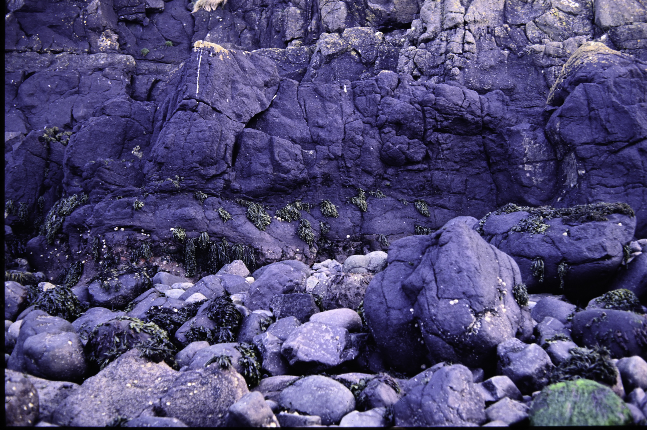 . Site: Chapman's Rock, NE Coast. 