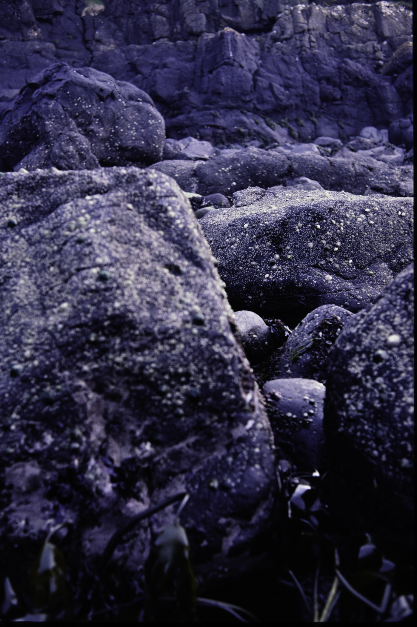 . Site: Chapman's Rock, NE Coast. 